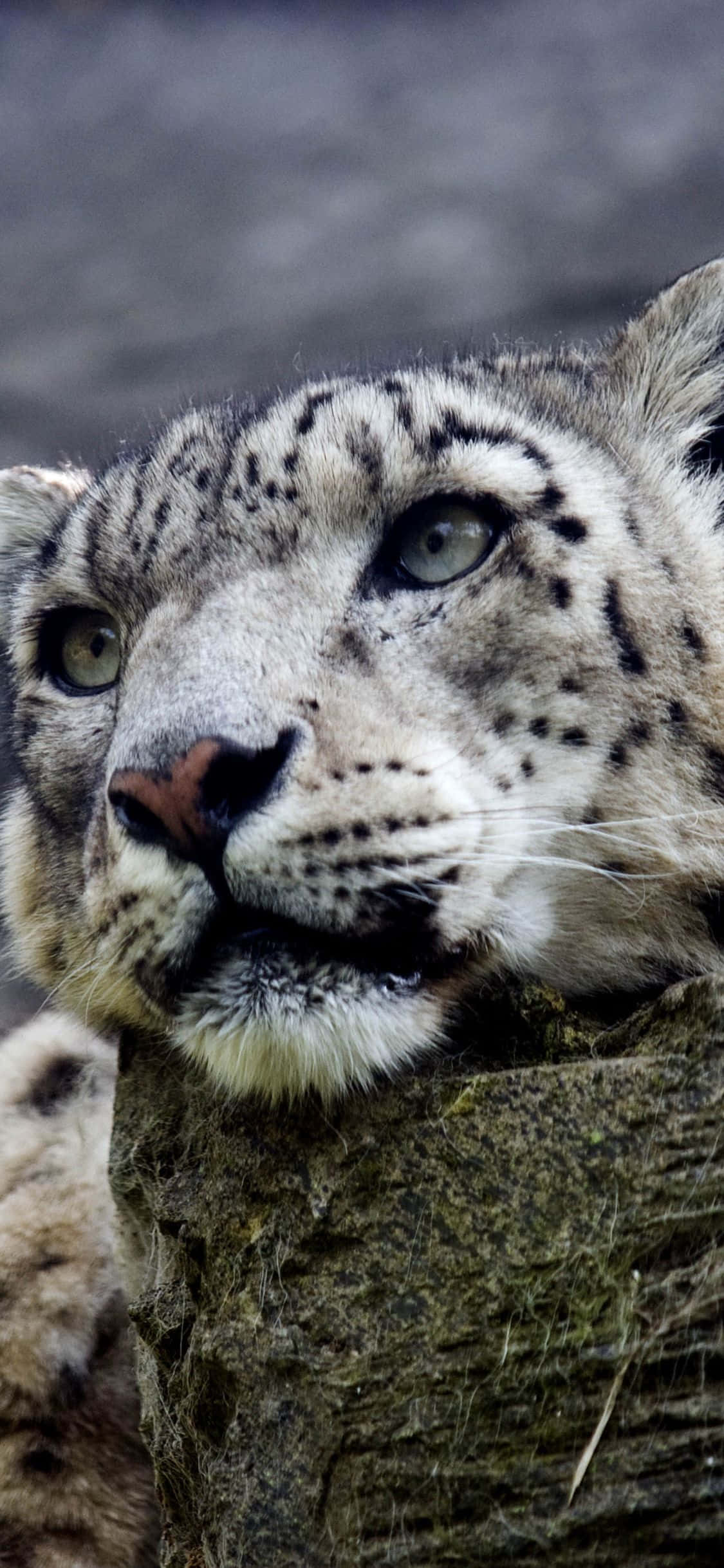 Soğuk Bir Kış Günü Manzarasında Görkemli Kar Leoparı Duvar Kağıdı