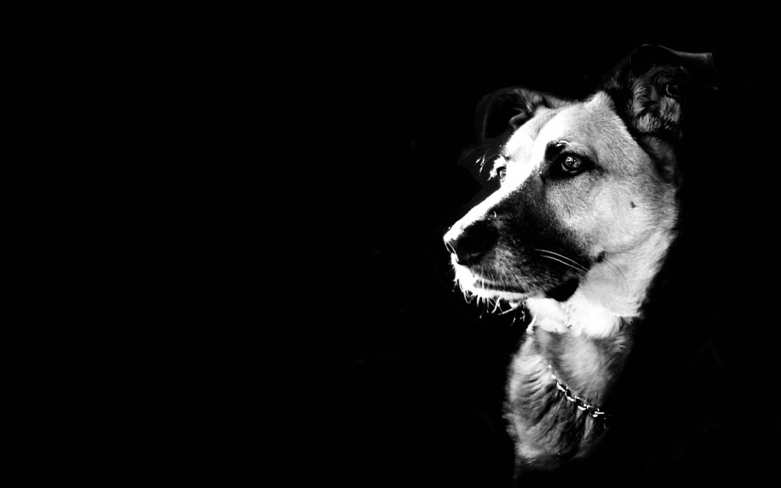 Soğuk Siyah Beyaz Köpek Duvar Kağıdı