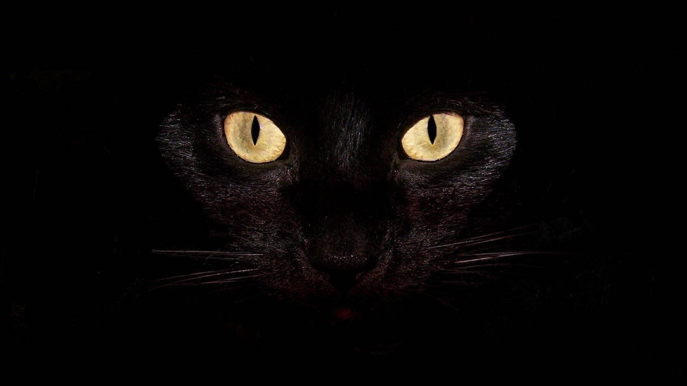 Soğuk Siyah Kedi Duvar Kağıdı