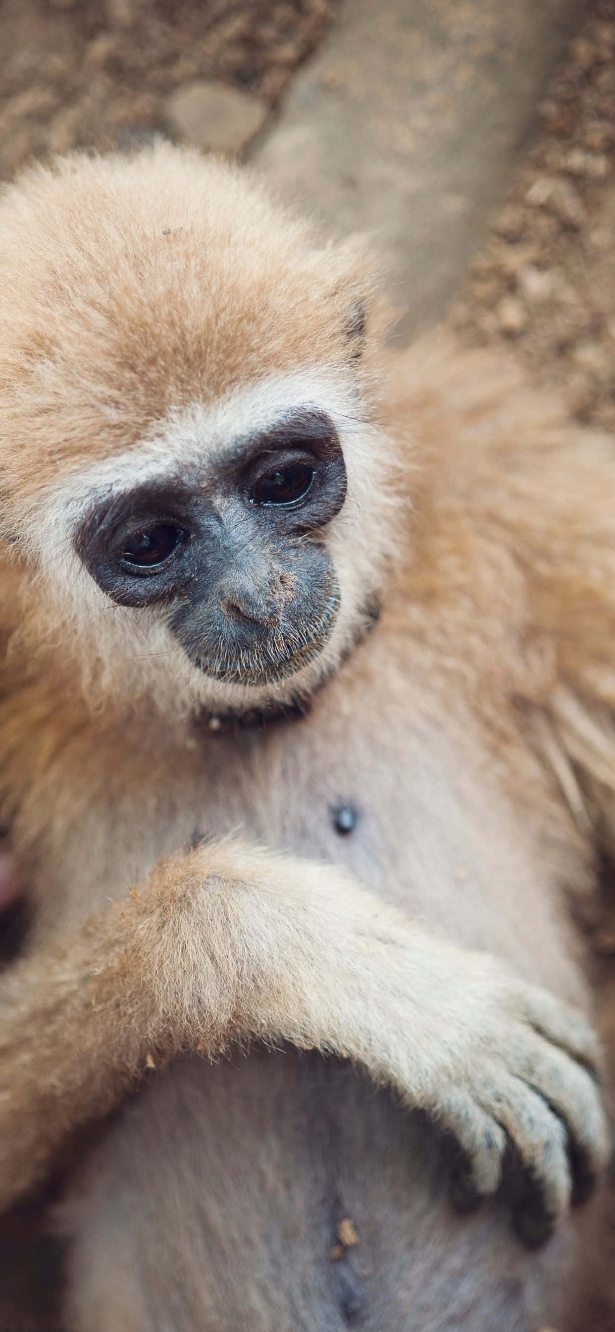 Son derece çok yönlü iPhone Xs Max Gibbon sizi her zaman ve her yerde bağlı tutar. Duvar Kağıdı