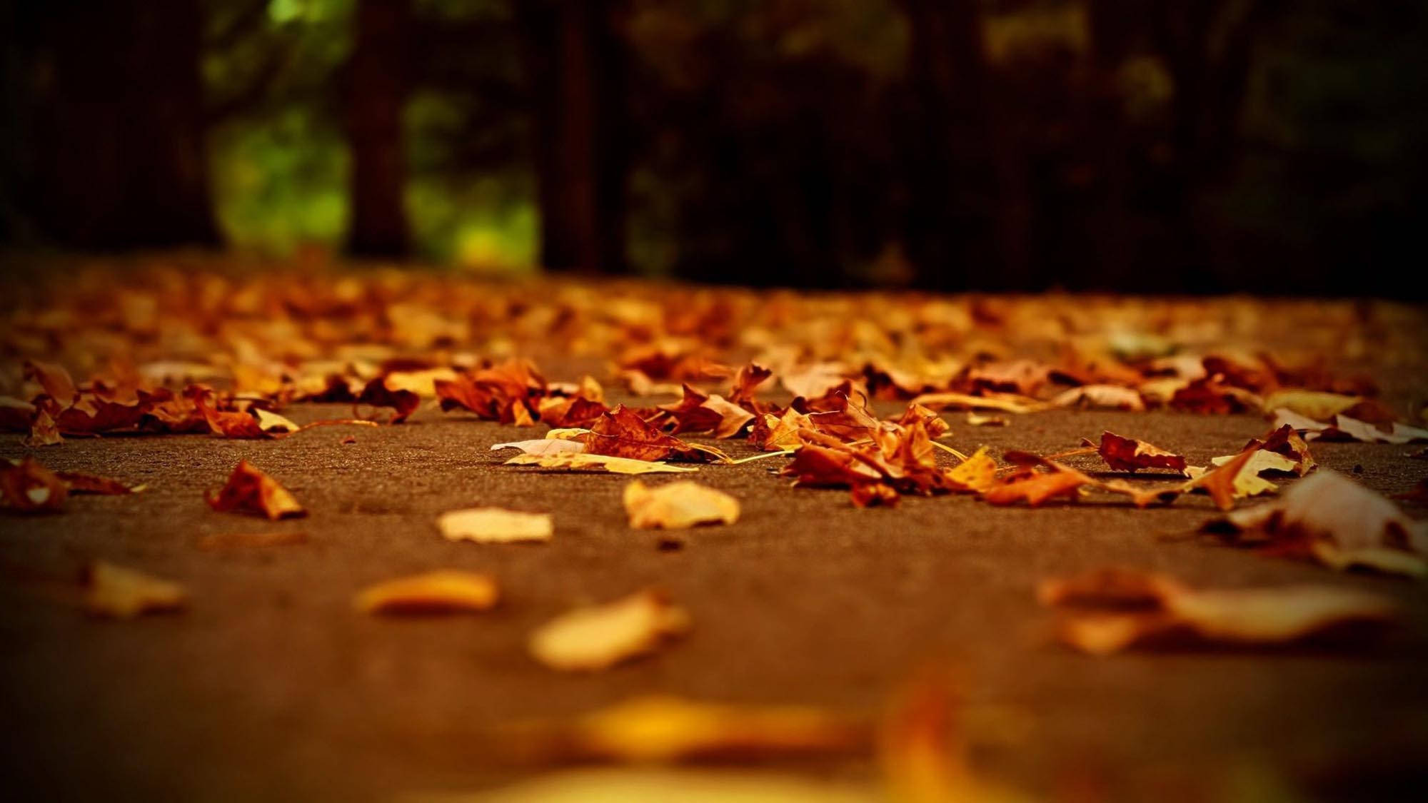 Sonbahar Estetiği Kurumuş Yapraklar Duvar Kağıdı