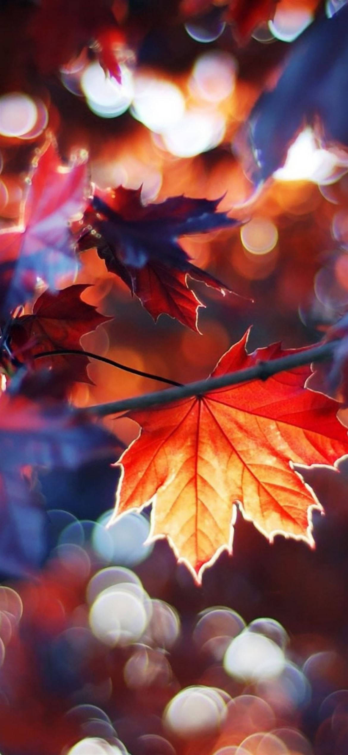 Sonbahar iPhone Akçaağaç Yaprakları Bokeh Duvar Kağıdı