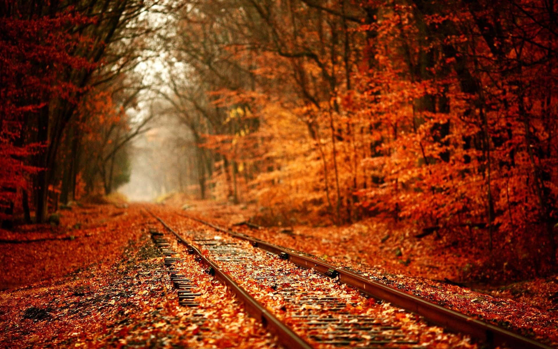 Sonbahar Renkleriyle Tren Rayları ve Yapraklar Duvar Kağıdı