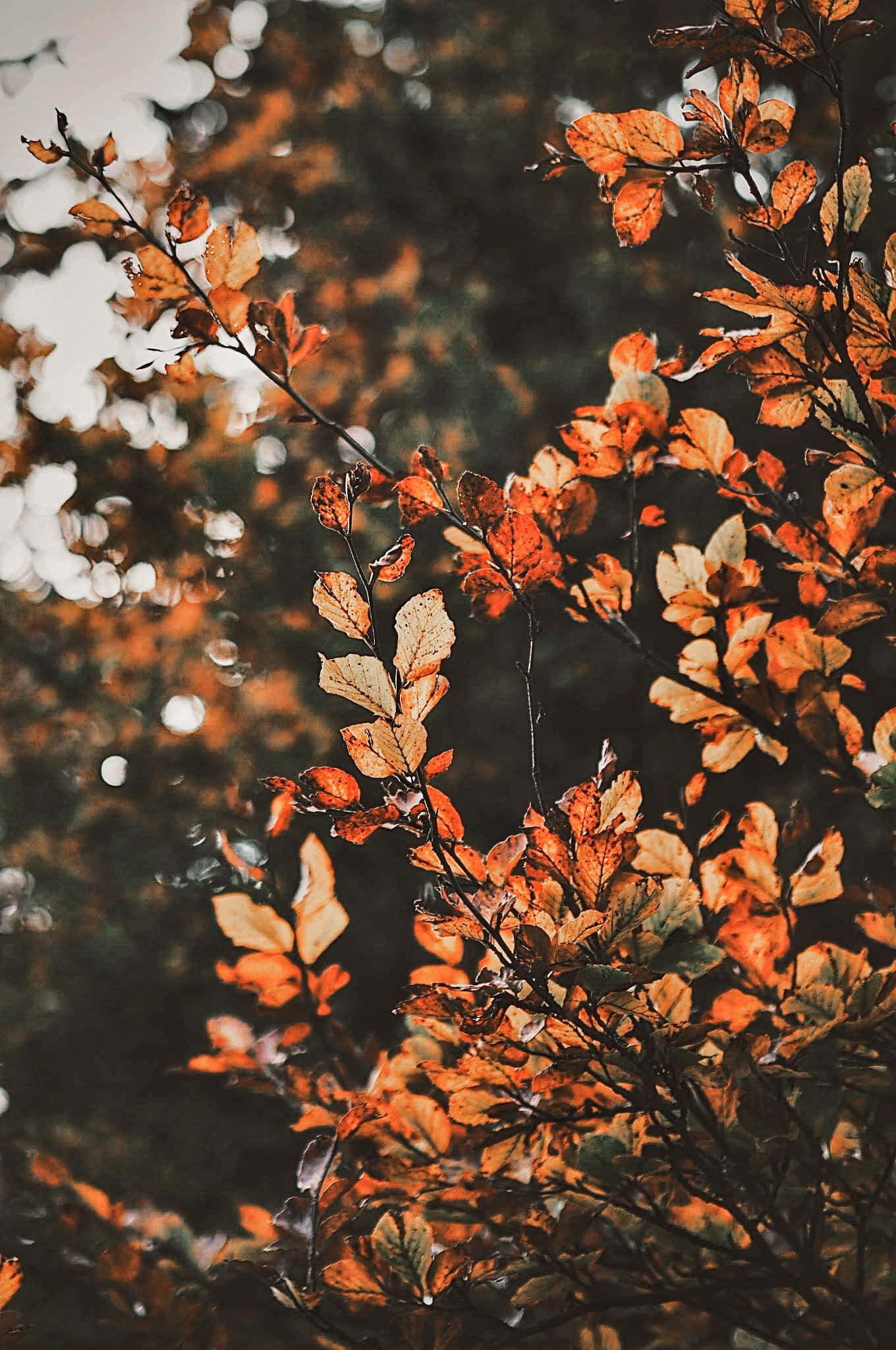Sonbaharın güzelliğini, Aesthetic Fall'un renkli yapraklarıyla keşfedin. Duvar Kağıdı