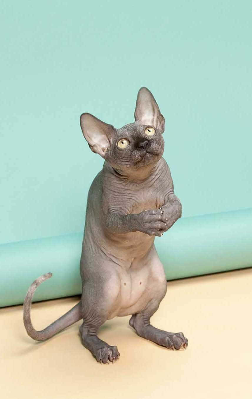 Sphynx Kedisi İki Ayak Üzerinde Duruyor Duvar Kağıdı