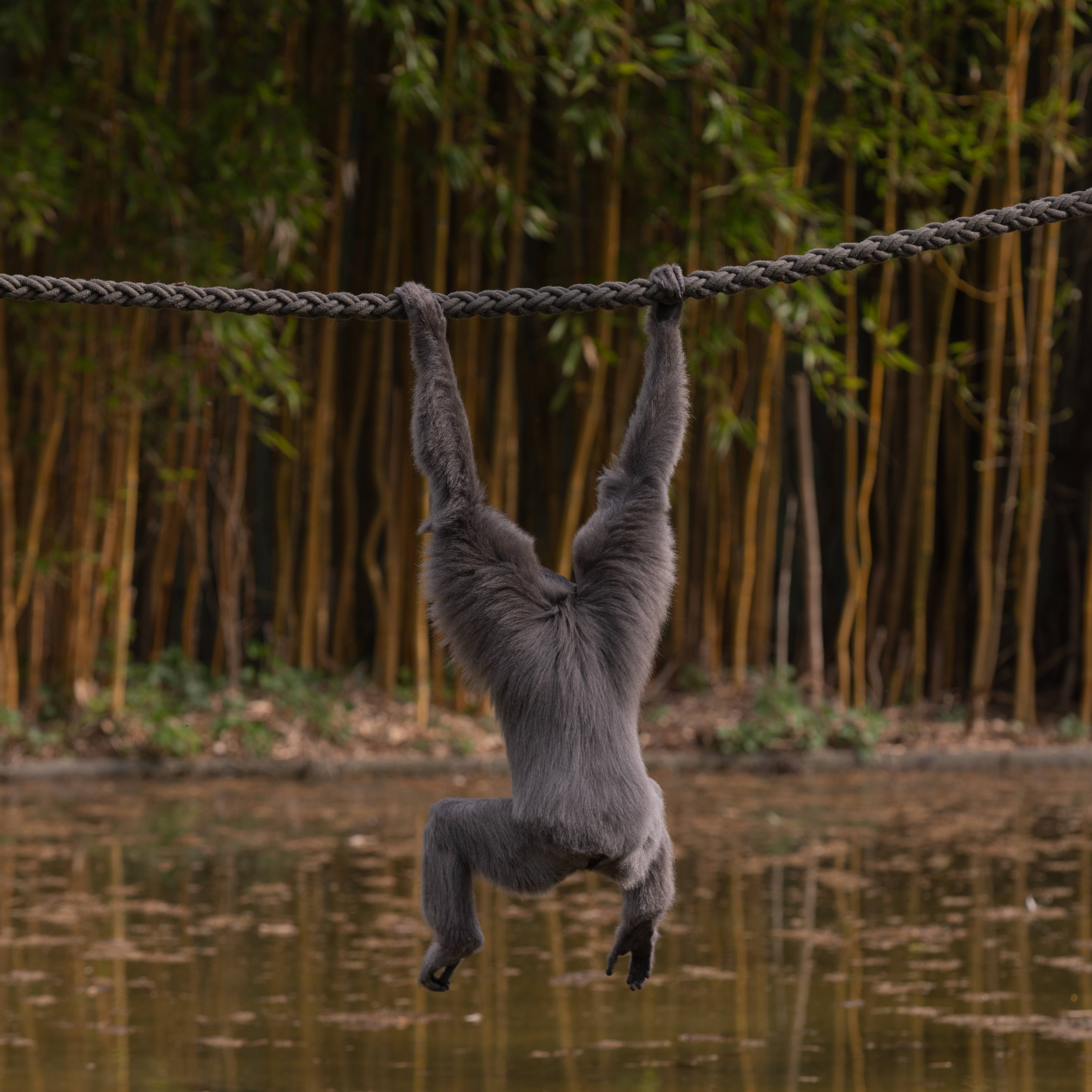 Su Üzerinde Gibbon Duvar Kağıdı