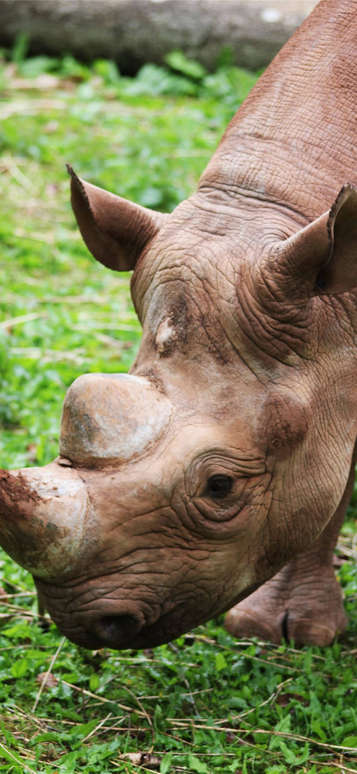 Sumatra Gergedanı Duvar Kağıdı