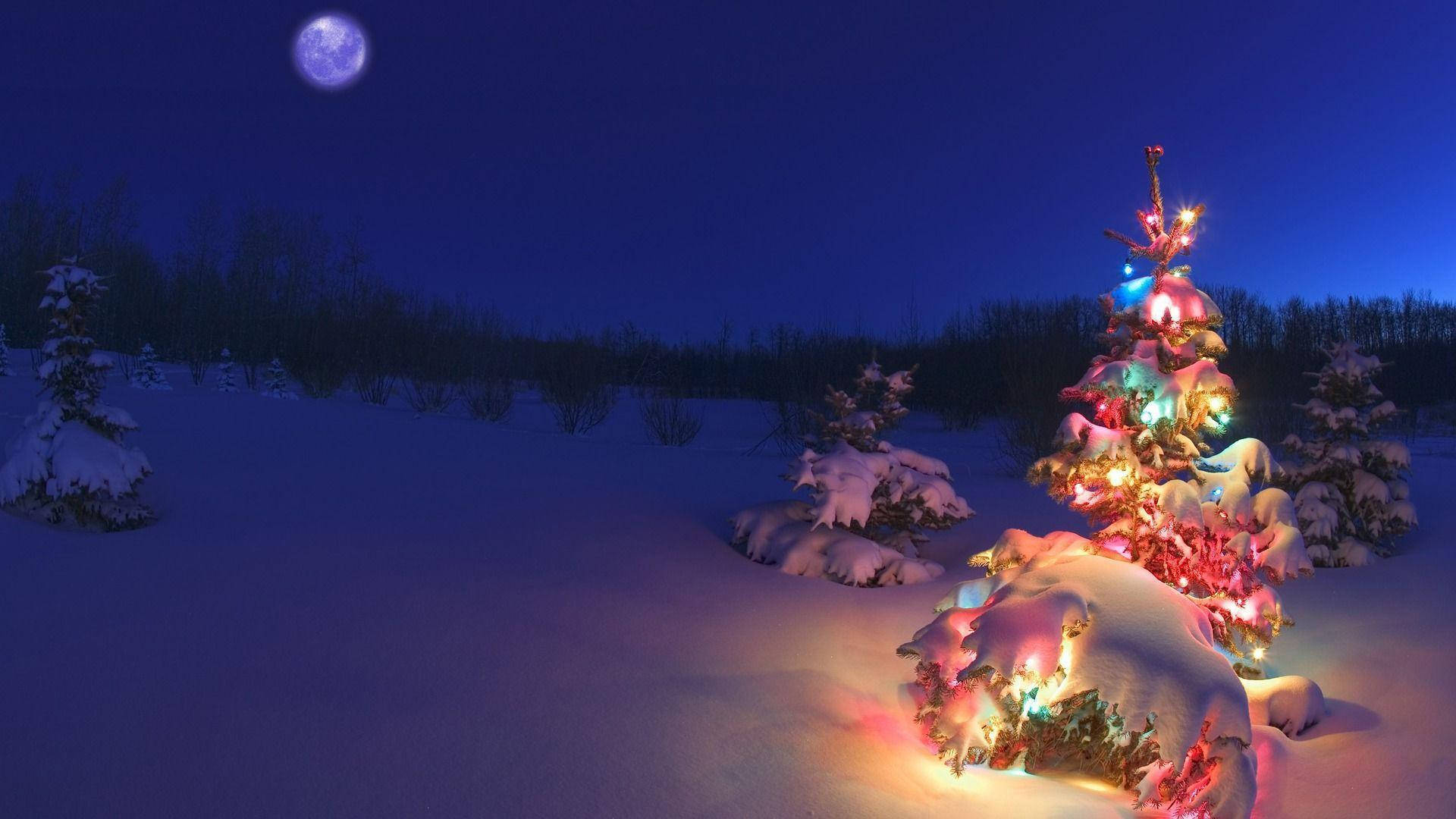 Tatil Sezonunu Bir Noel Ağacı ile Aydınlatın Duvar Kağıdı