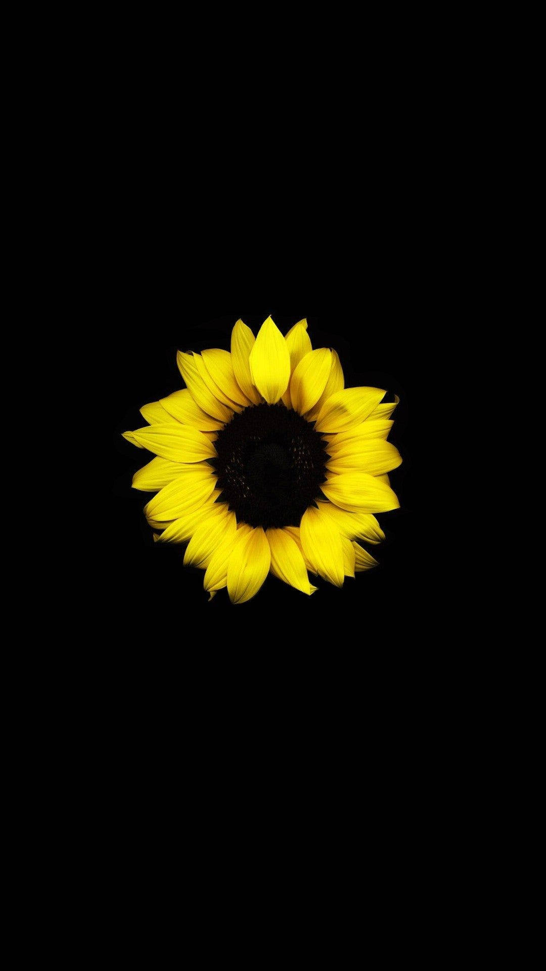 Tek Ayçiçeği Karanlık HD Çiçekler Duvar Kağıdı