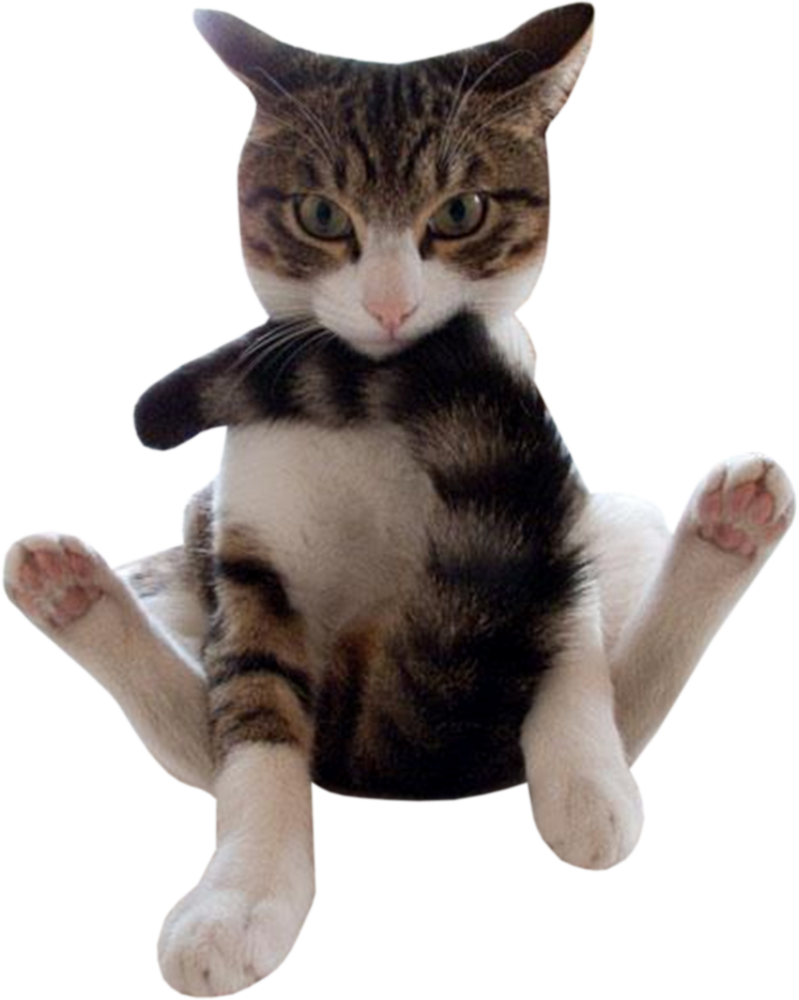 Tekir Kedi Komik Oturma Pozu Duvar Kağıdı