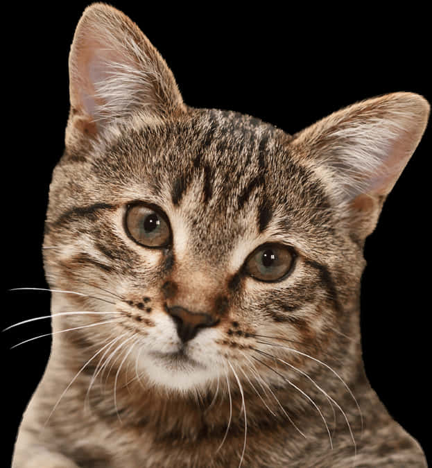 Tekir Kedi Portresi Siyah Arka Plan Duvar Kağıdı