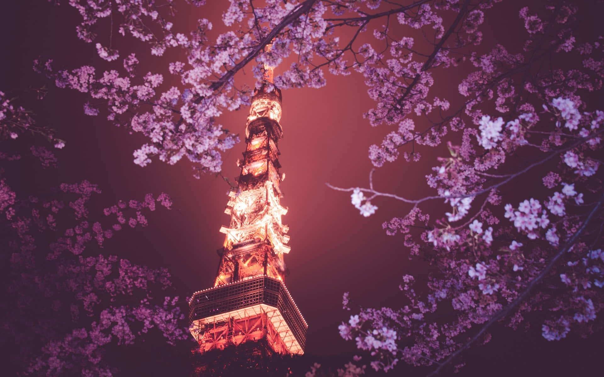 Tokyo Duvar Kağıdı: Kiraz Ağacı Üzerinden Tokyo Kulesi Duvar Kağıdı