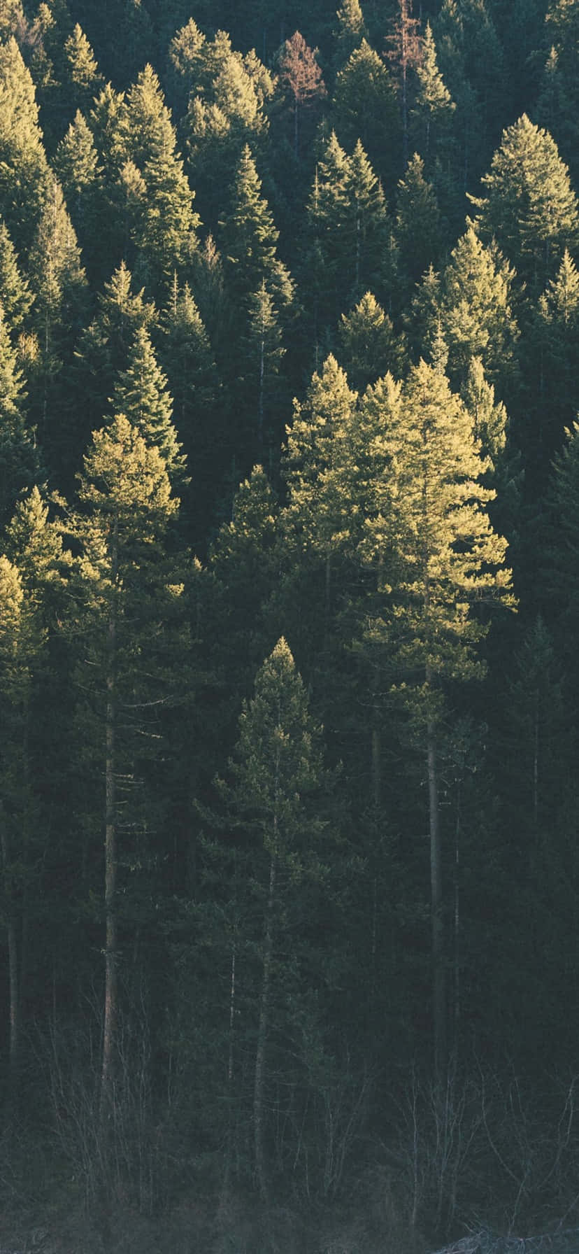 "Trees iPhone ile Doğada Huzur İçinde Gezinin" Duvar Kağıdı