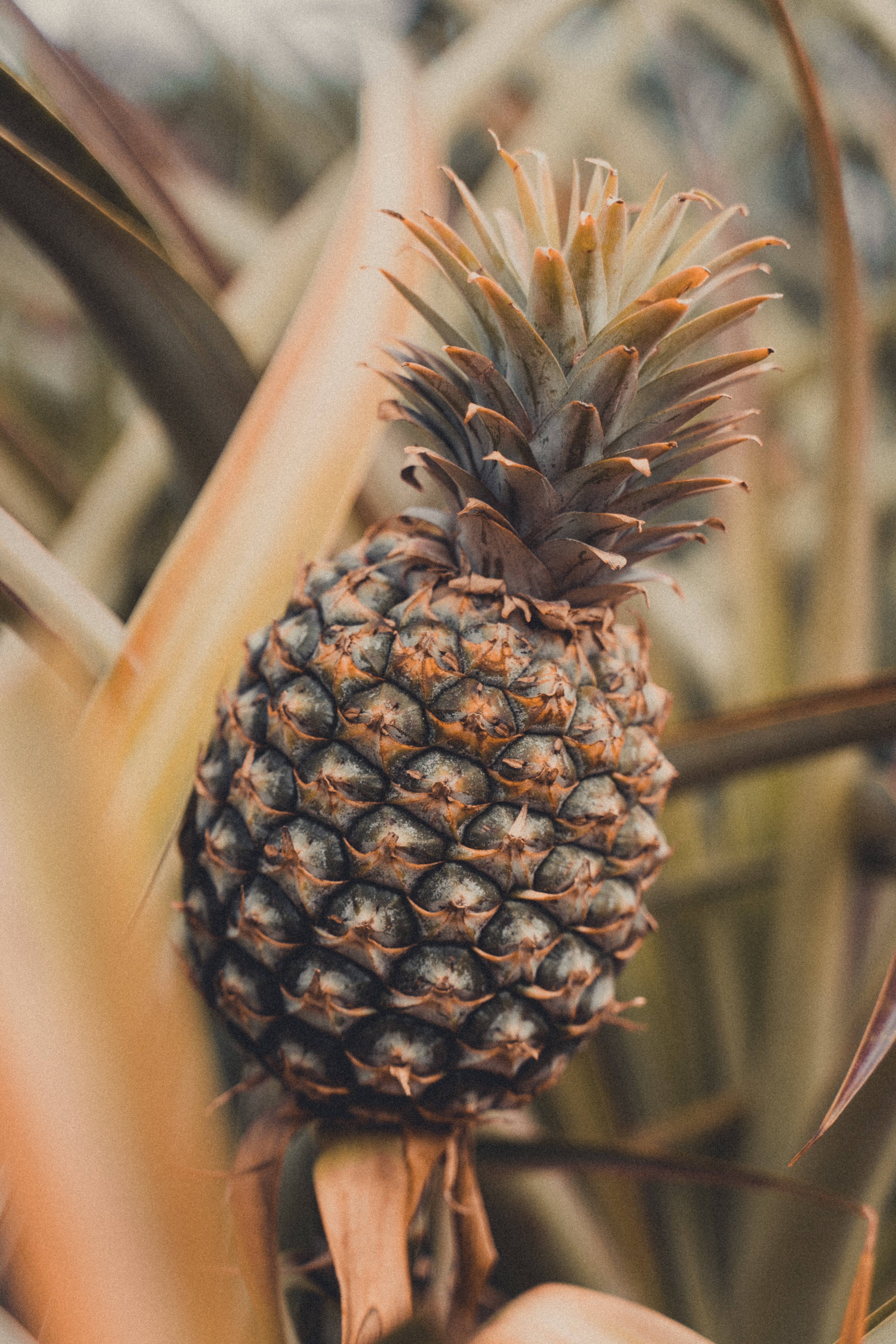 Tropiklerde Olgun Bir Ananas Duvar Kağıdı