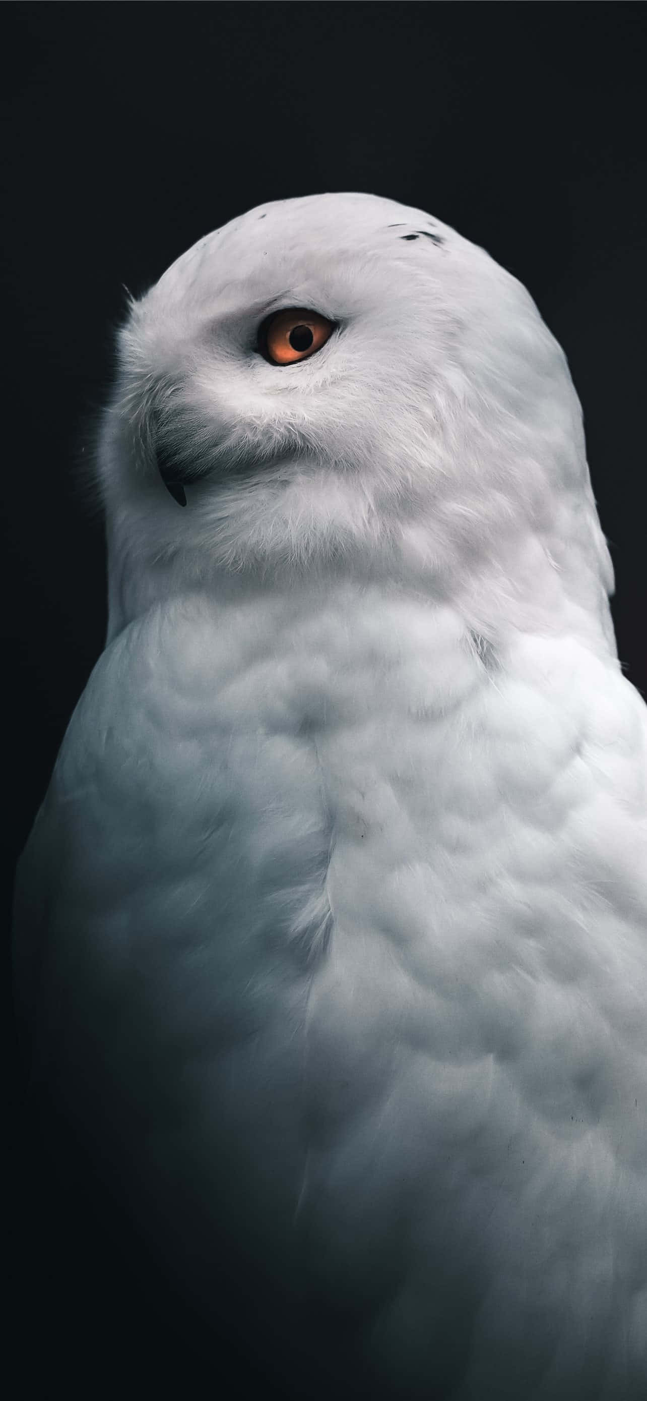 Bir Tumblr beyaz arka planının minimalist güzelliğinde kaybolun. Duvar Kağıdı