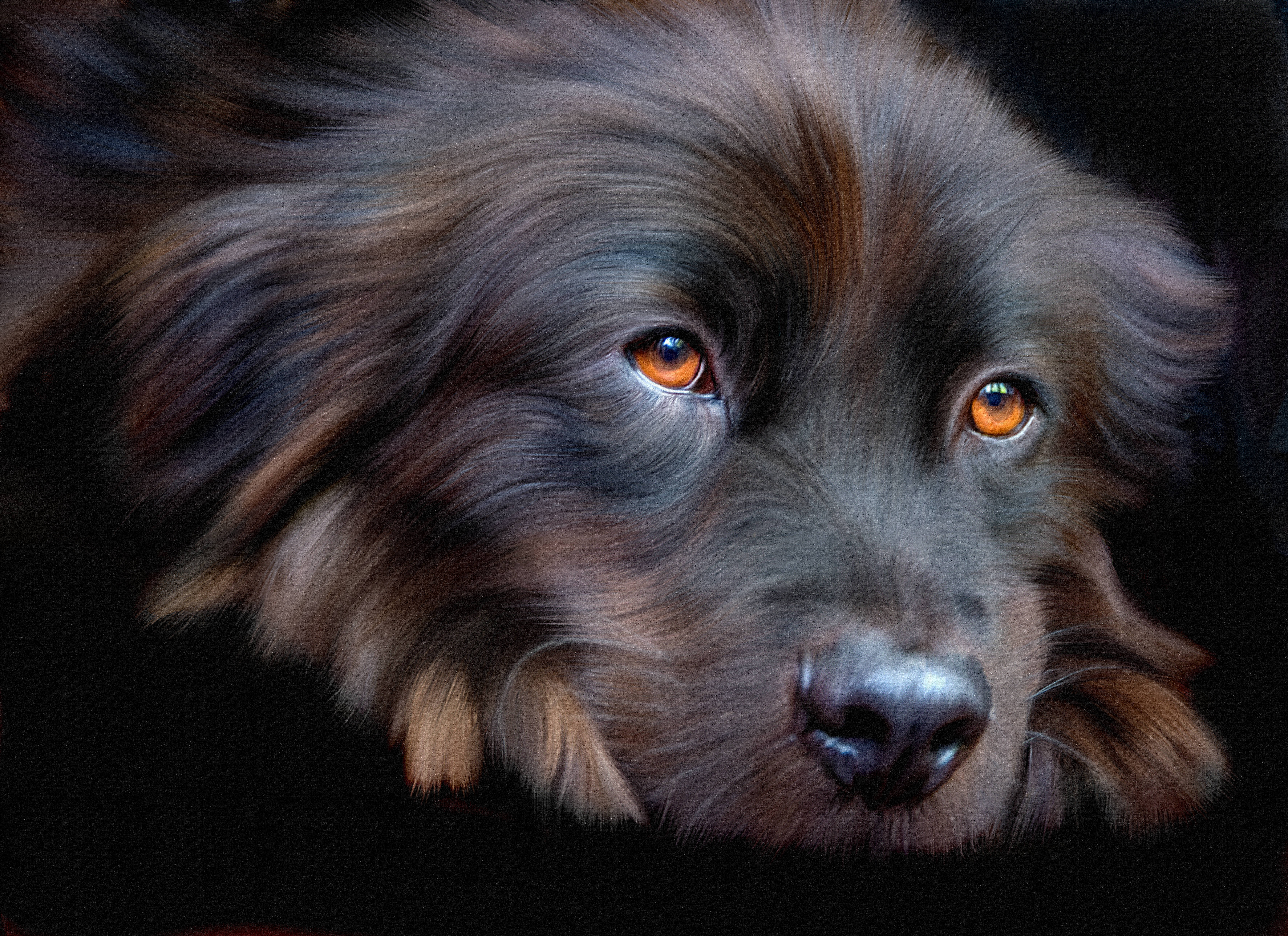 Turuncu Gözlü Sevimli Köpek Duvar Kağıdı