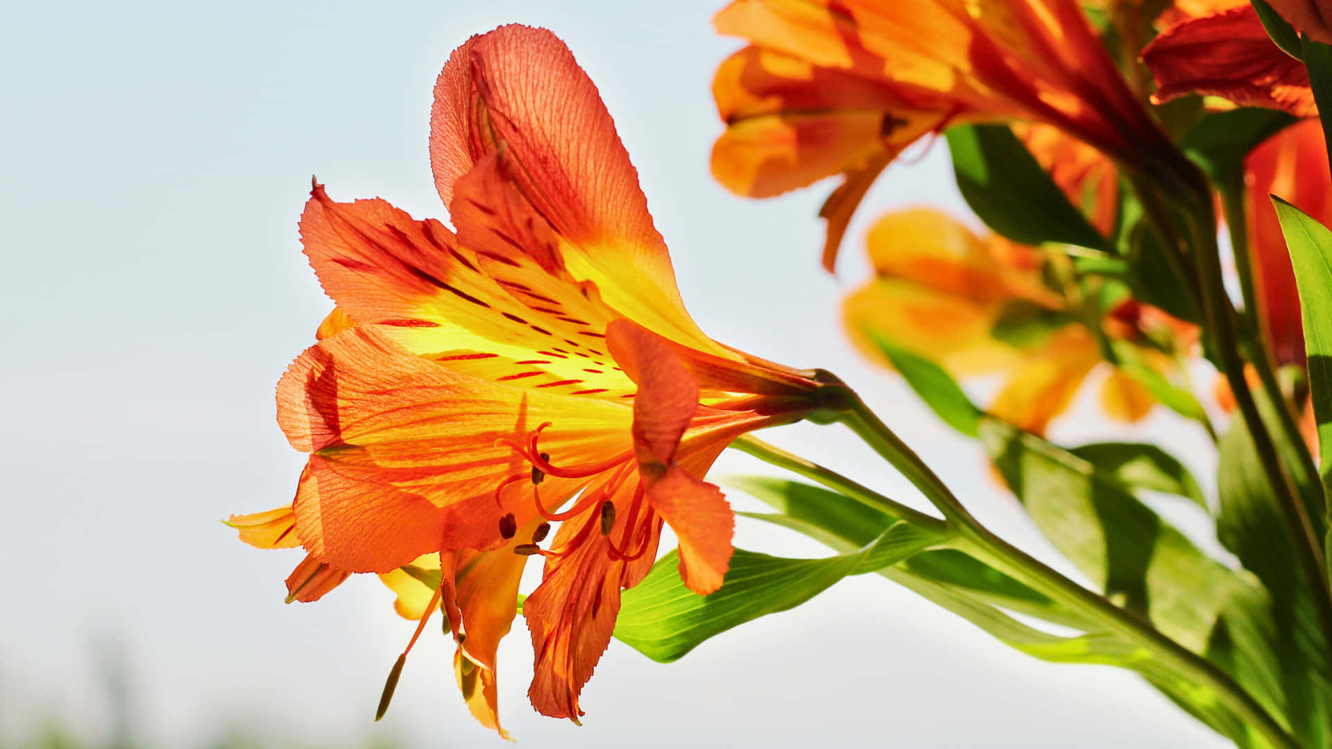 alstroemeria,çiçek,zambak,peru zambağı,turuncu,sarı,canlı,renkli,çiçek açma,çiçeklenme,taç yaprağı,sap,yaprak,yeşil,parlak,yakın çekim,doğa,doğal,bitki,flora