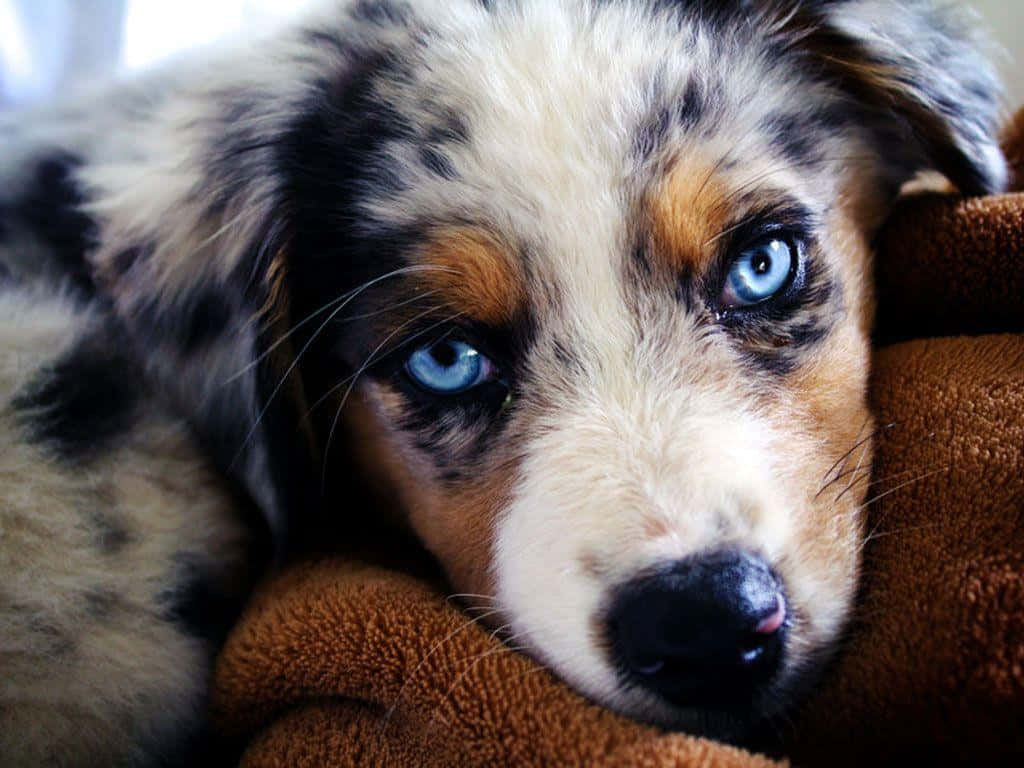 Tüylü Avustralya Çoban Köpeği Yavruları Resmi Duvar Kağıdı
