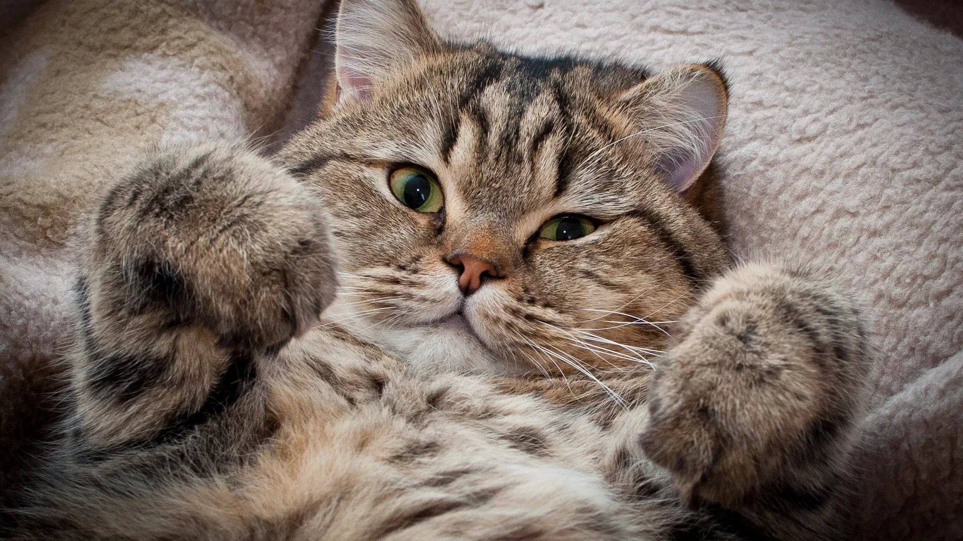 Tüylü Estetik Kedi Duvar Kağıdı