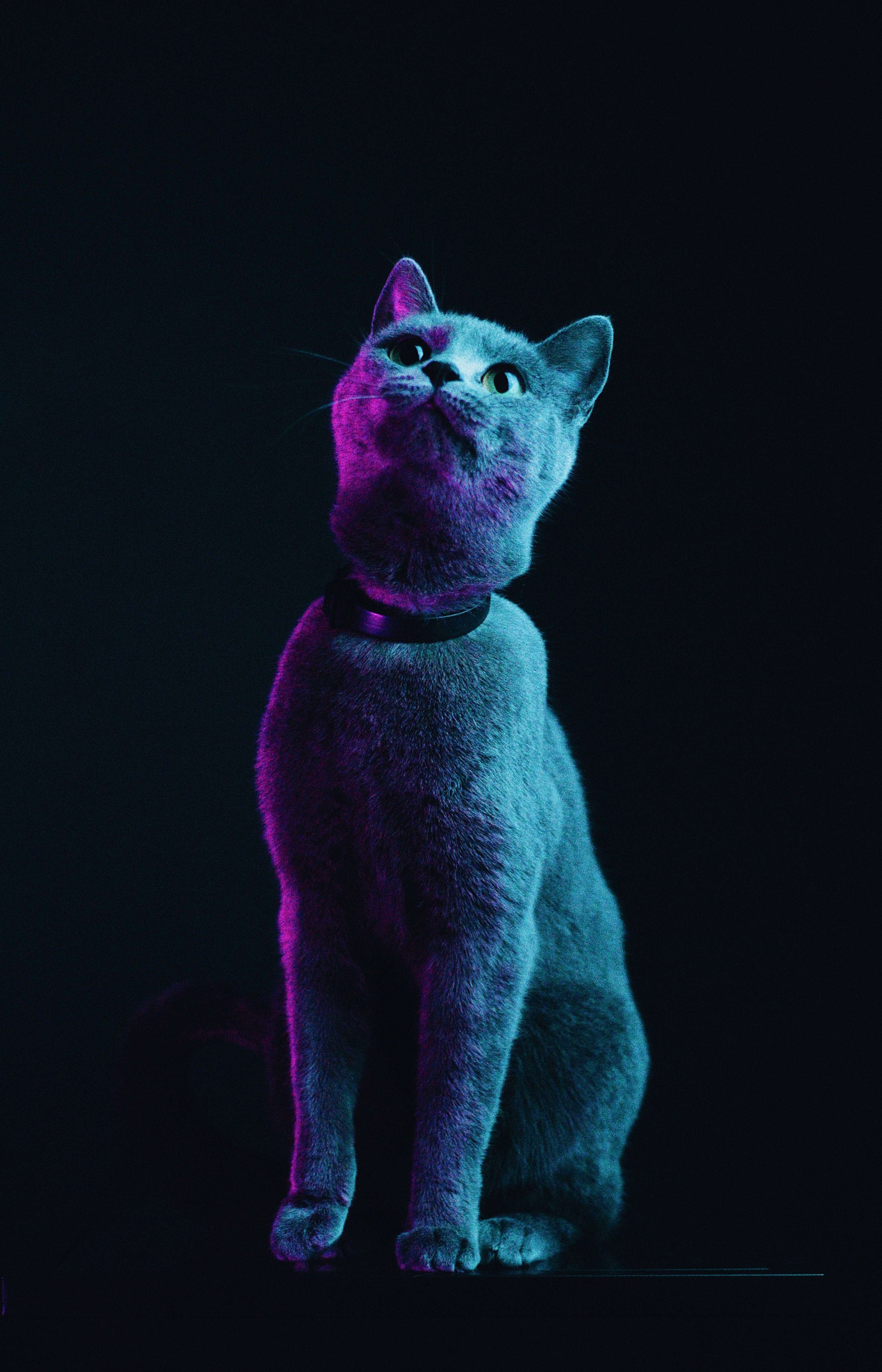 Tüylü Gri Kedi Duvar Kağıdı