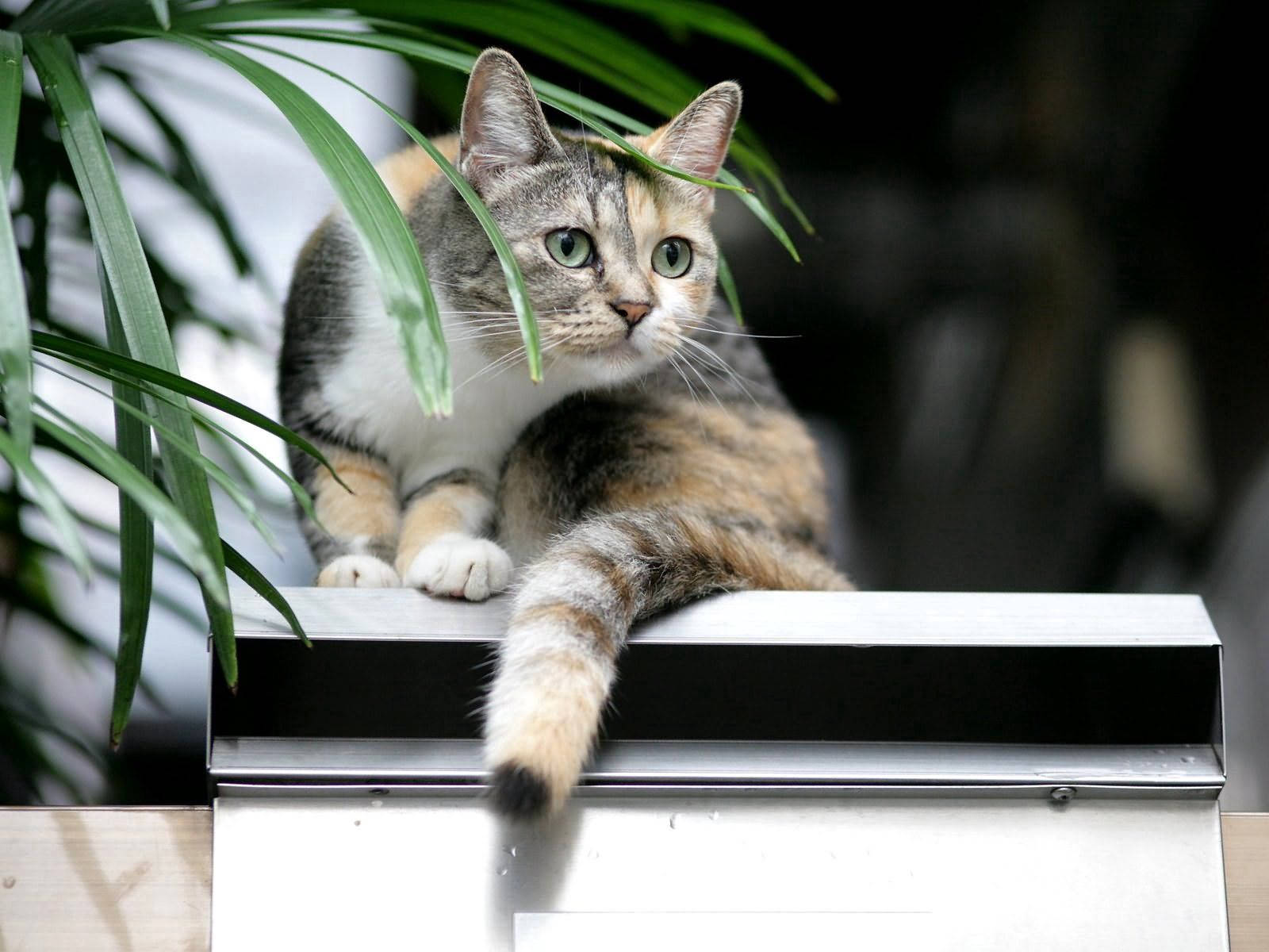 Tüylü Kedi Dinleniyor Duvar Kağıdı