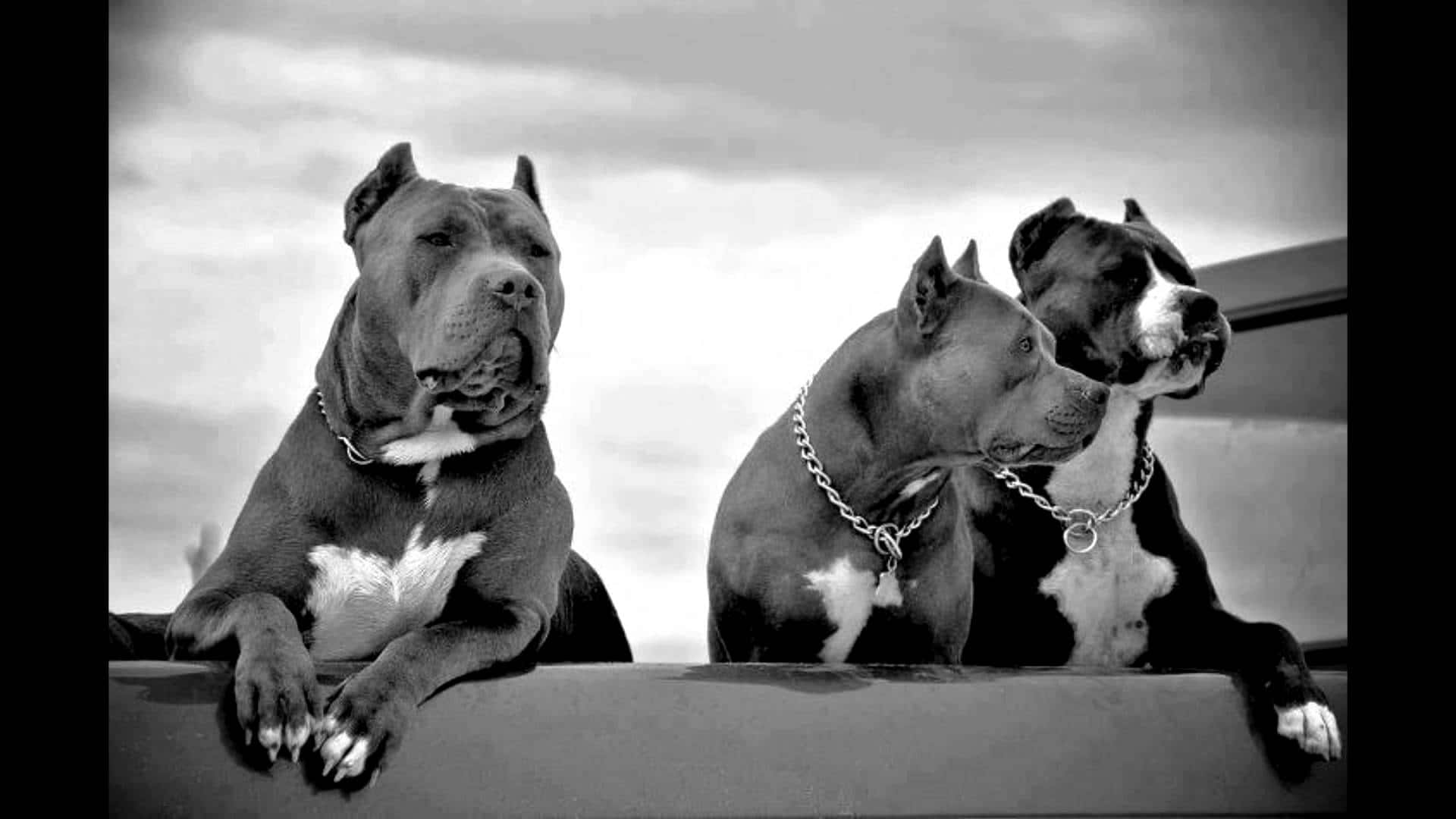 Üç Pitbull Köpek Resmi Paketi Duvar Kağıdı