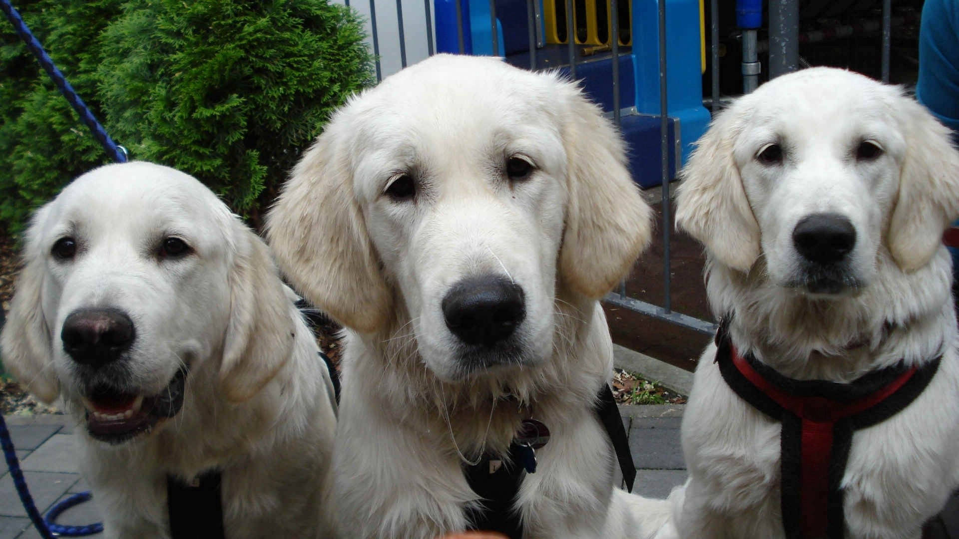 Bir evin önünde üç yetişkin krem rengi Labrador köpek duvar kağıdı