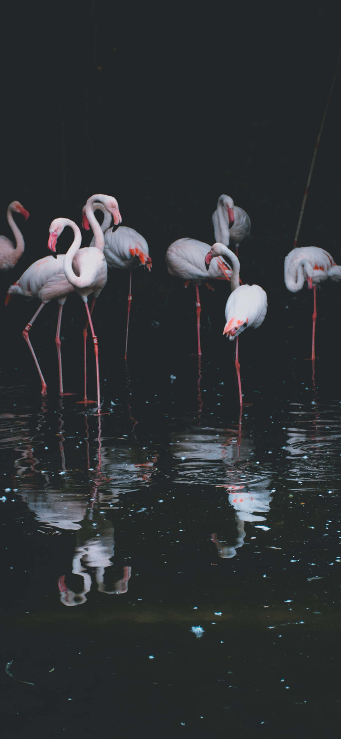 “Uçuşa Geçen Bir Flamingo” Duvar Kağıdı