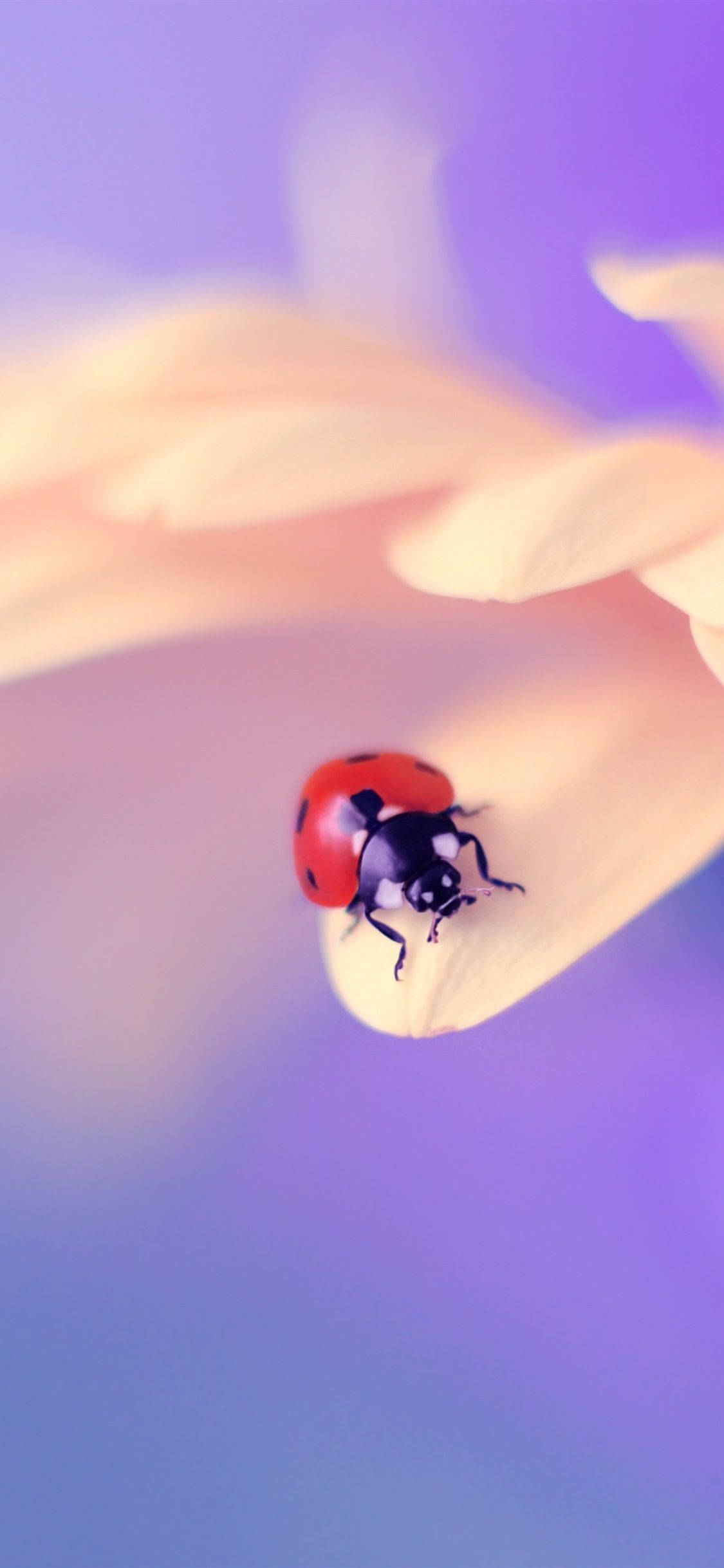 Uğur Böceği Çiçeğin Üzerinde Duvar Kağıdı