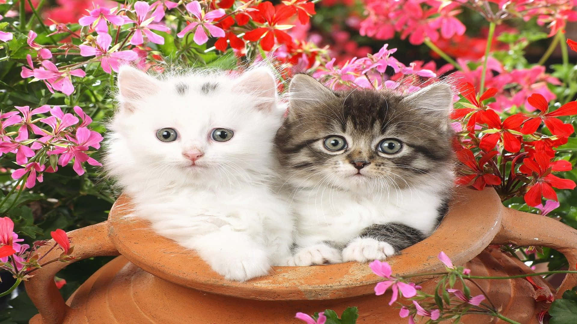 Uyumlu Kedi Profil Fotoğrafı Kil Kavanoz Duvar Kağıdı