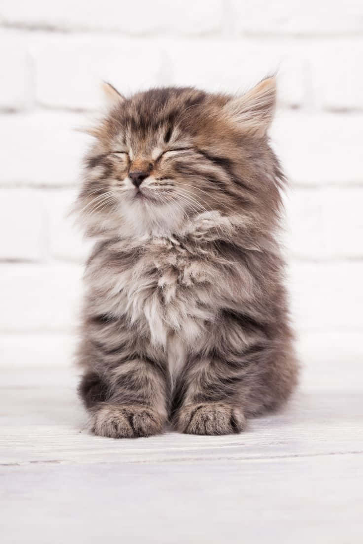 Uyuyan Güzel Kedi Otururken Fotoğrafı Duvar Kağıdı