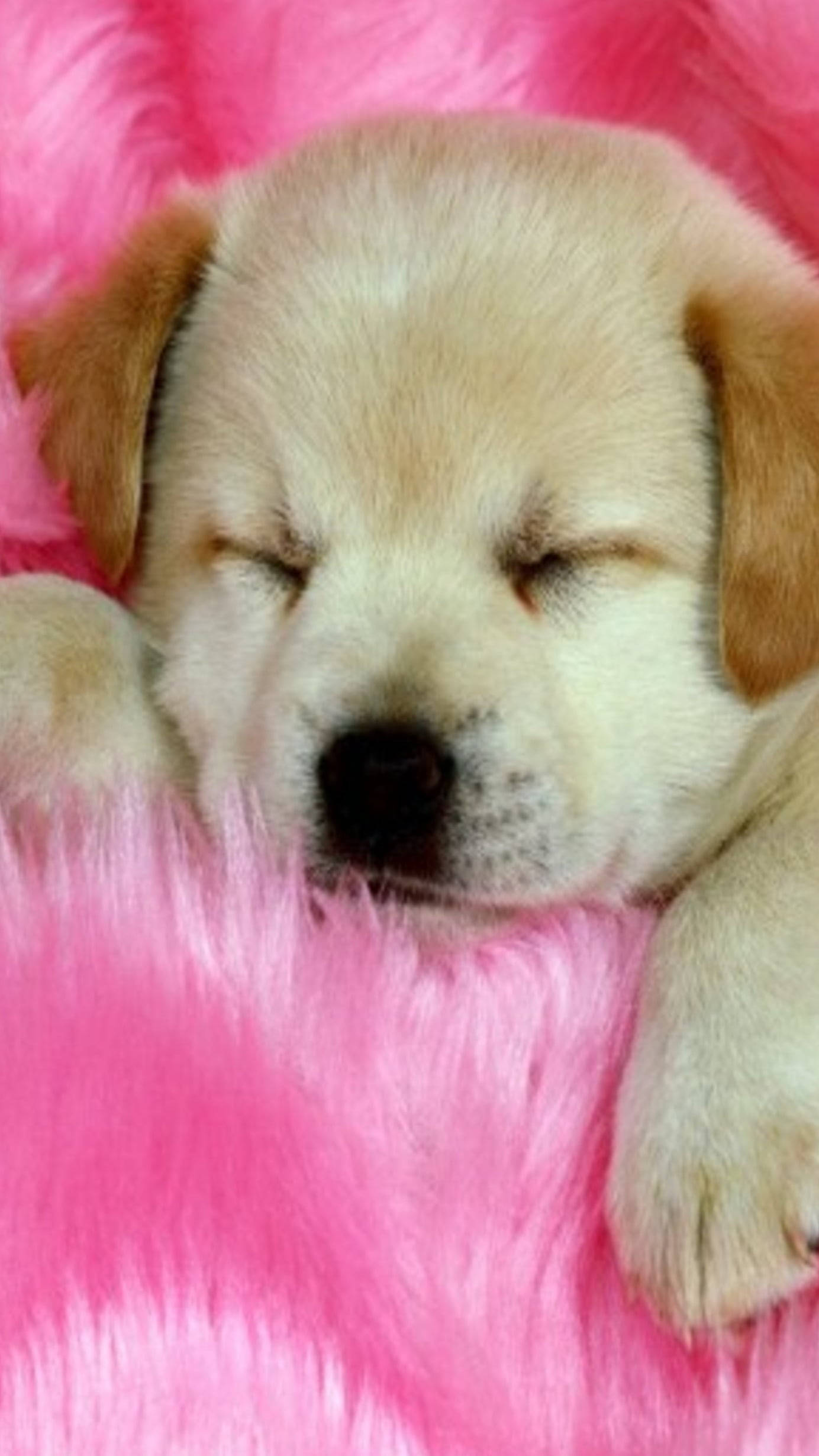 Uyuyan Kahverengi Köpek Yavrusu Duvar Kağıdı
