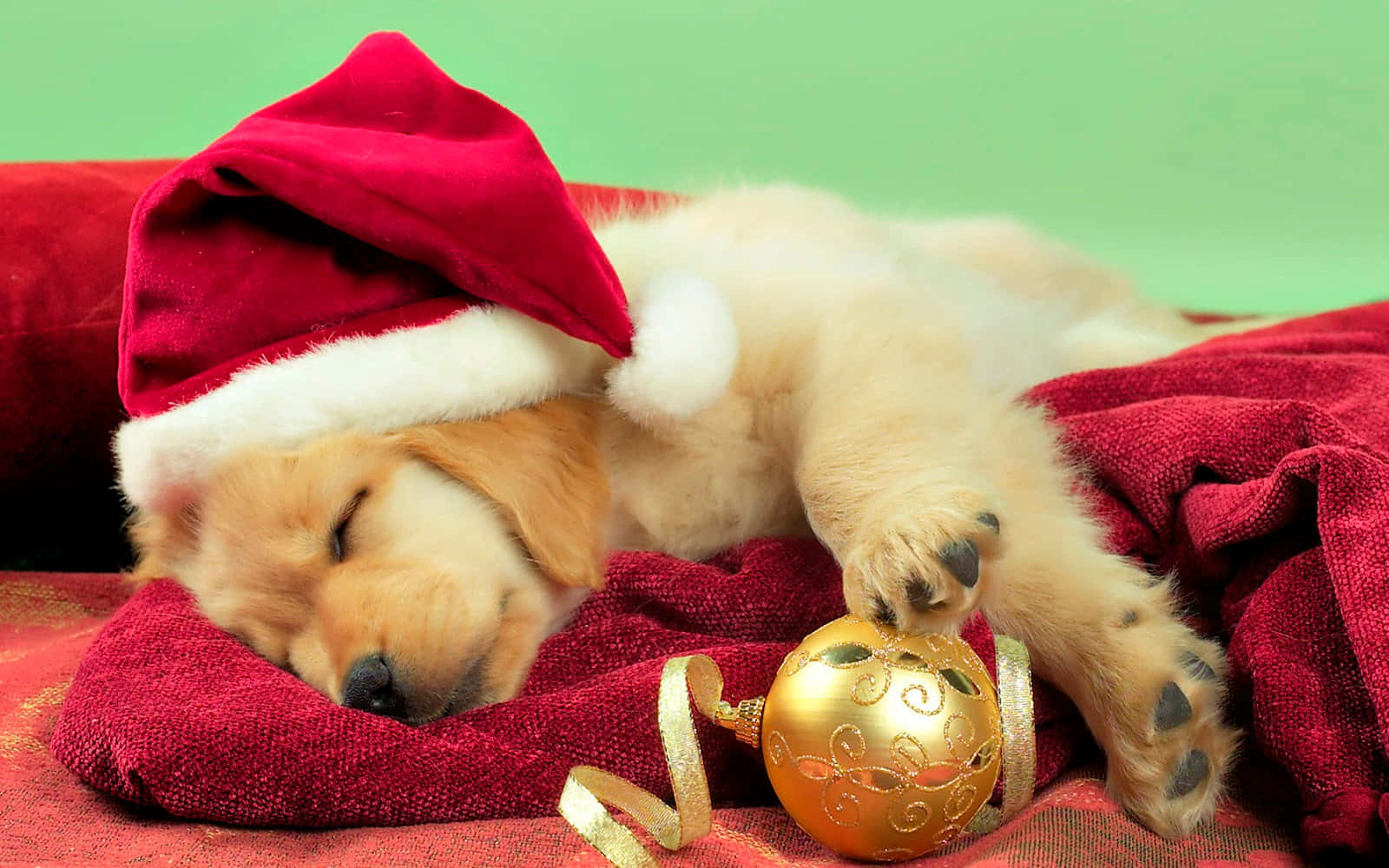 Uyuyan Köpek Noel Baba Şapkası Resmi Duvar Kağıdı