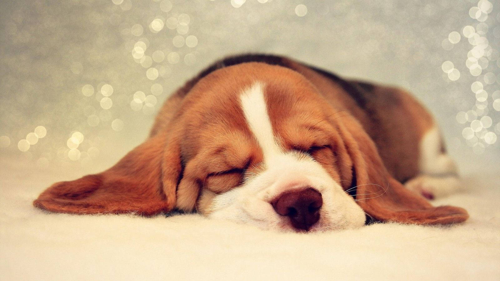 Uyuyan Sevimli Beagle Köpek Duvar Kağıdı