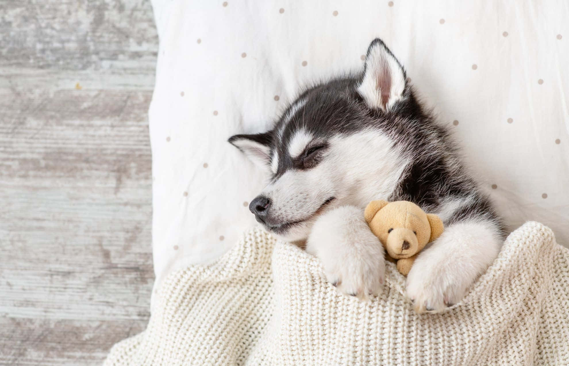 Uyuyan Sevimli Husky Yavrusu ve Oyuncak Ayı Fotoğrafı Duvar Kağıdı
