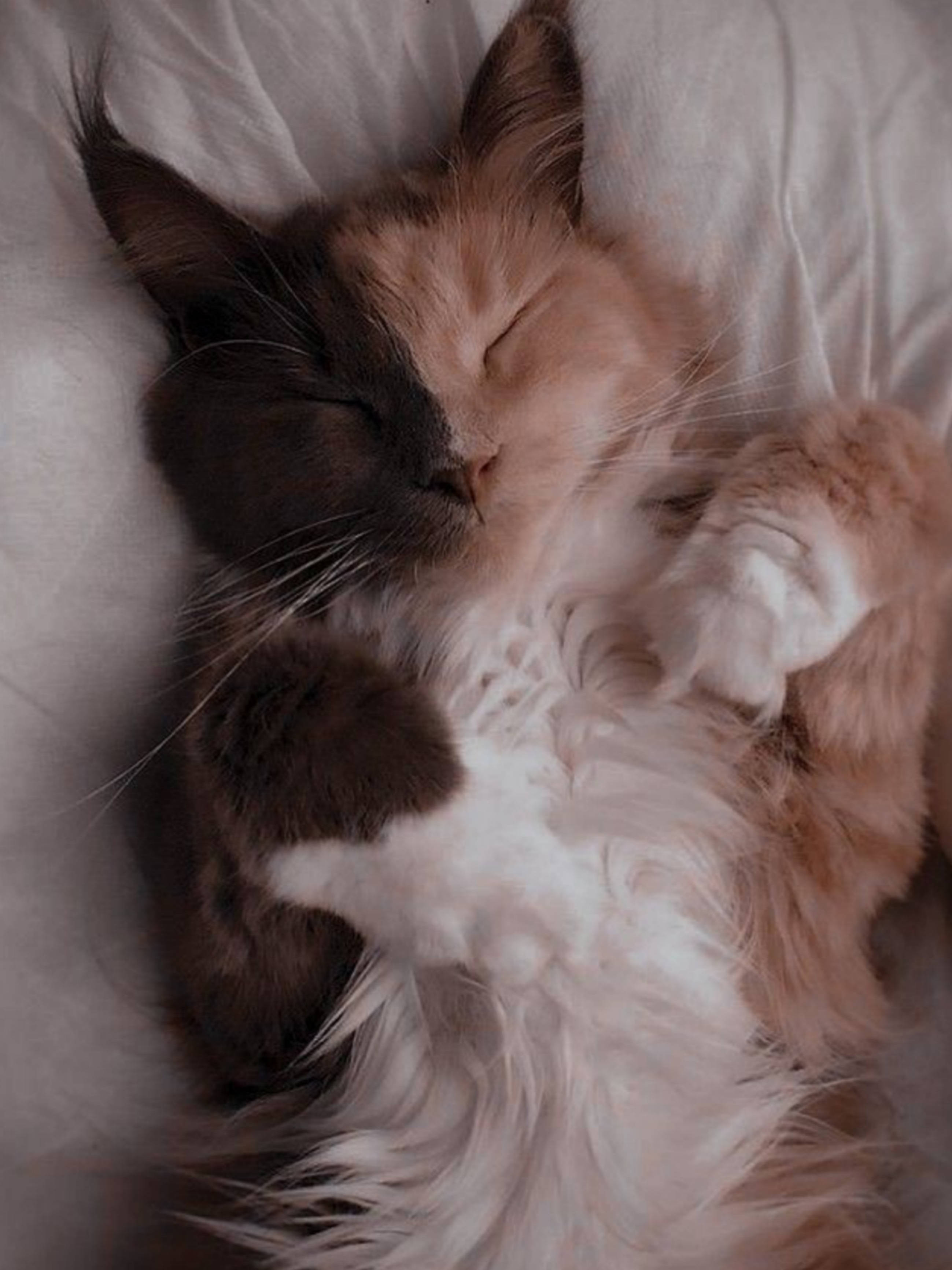 Uyuyan Sevimli Kedi Estetiği Duvar Kağıdı