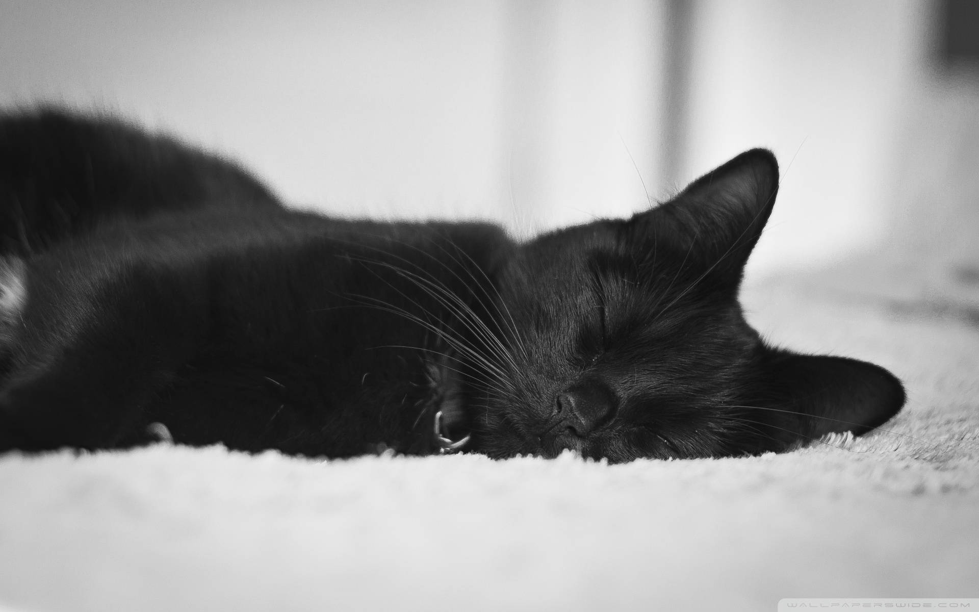Uyuyan Sevimli Siyah Kedi Duvar Kağıdı