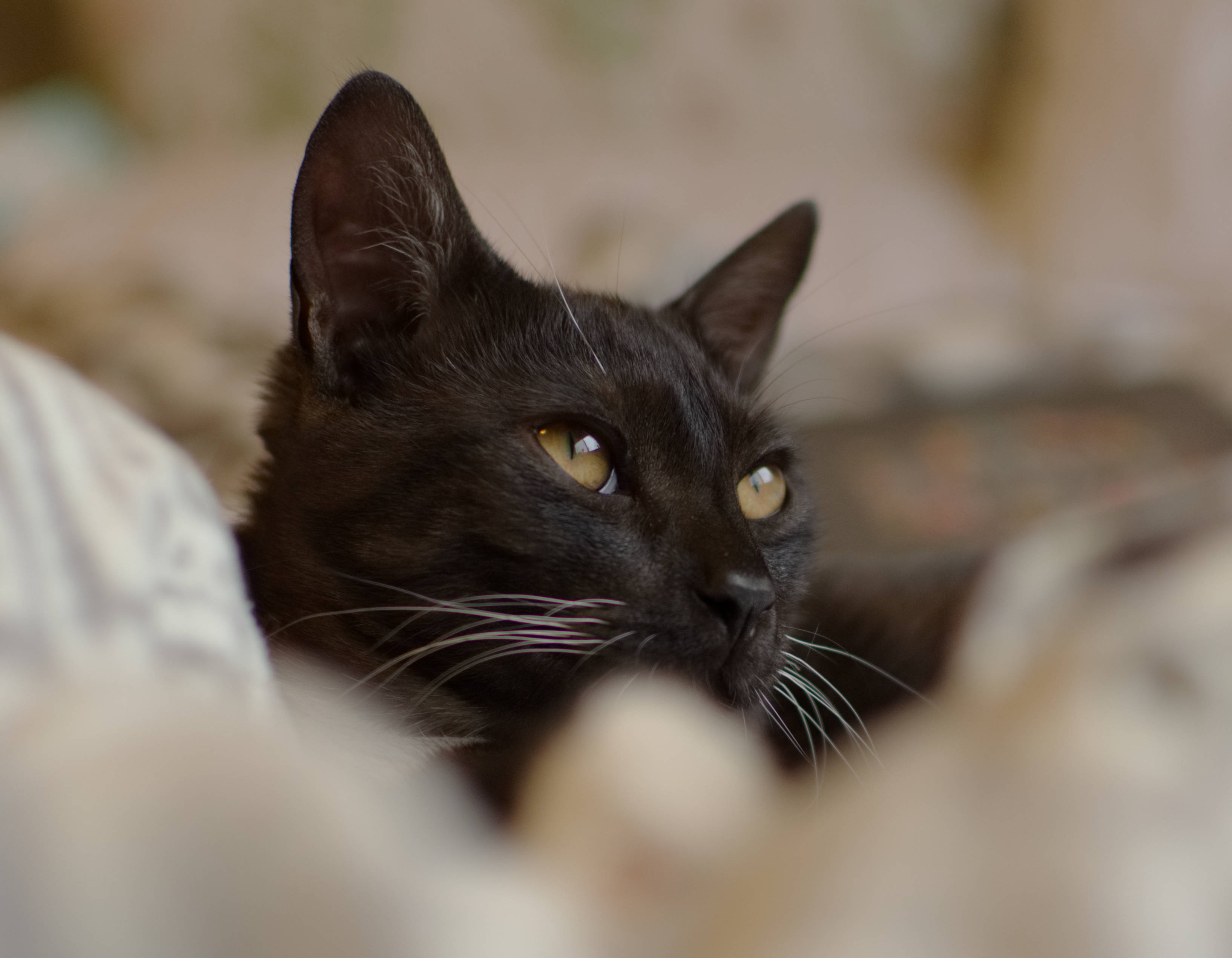 Uzaklara Bakan Siyah Kedi Duvar Kağıdı