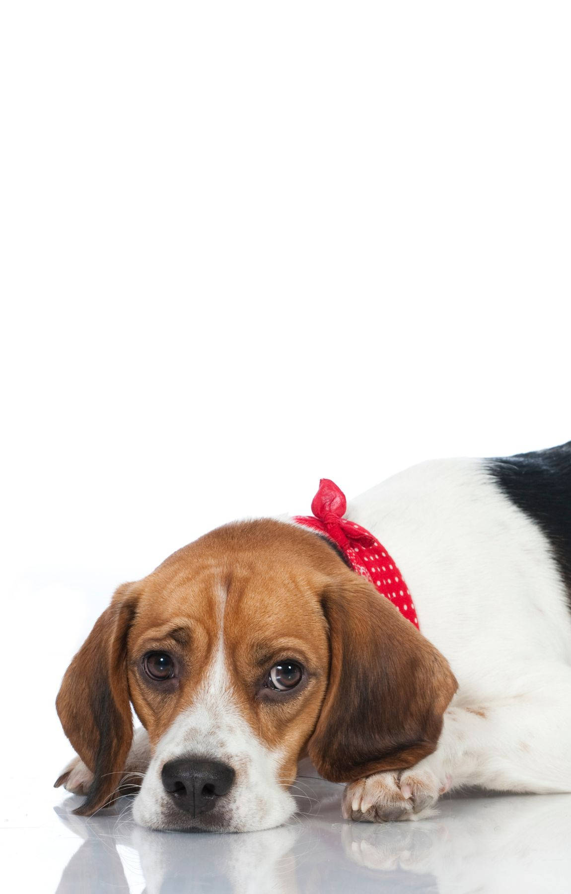Üzgün Beagle Köpek Duvar Kağıdı