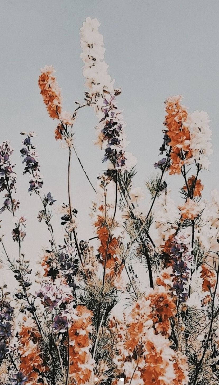 Uzun Çiçekler Boho iPhone Duvar Kağıdı