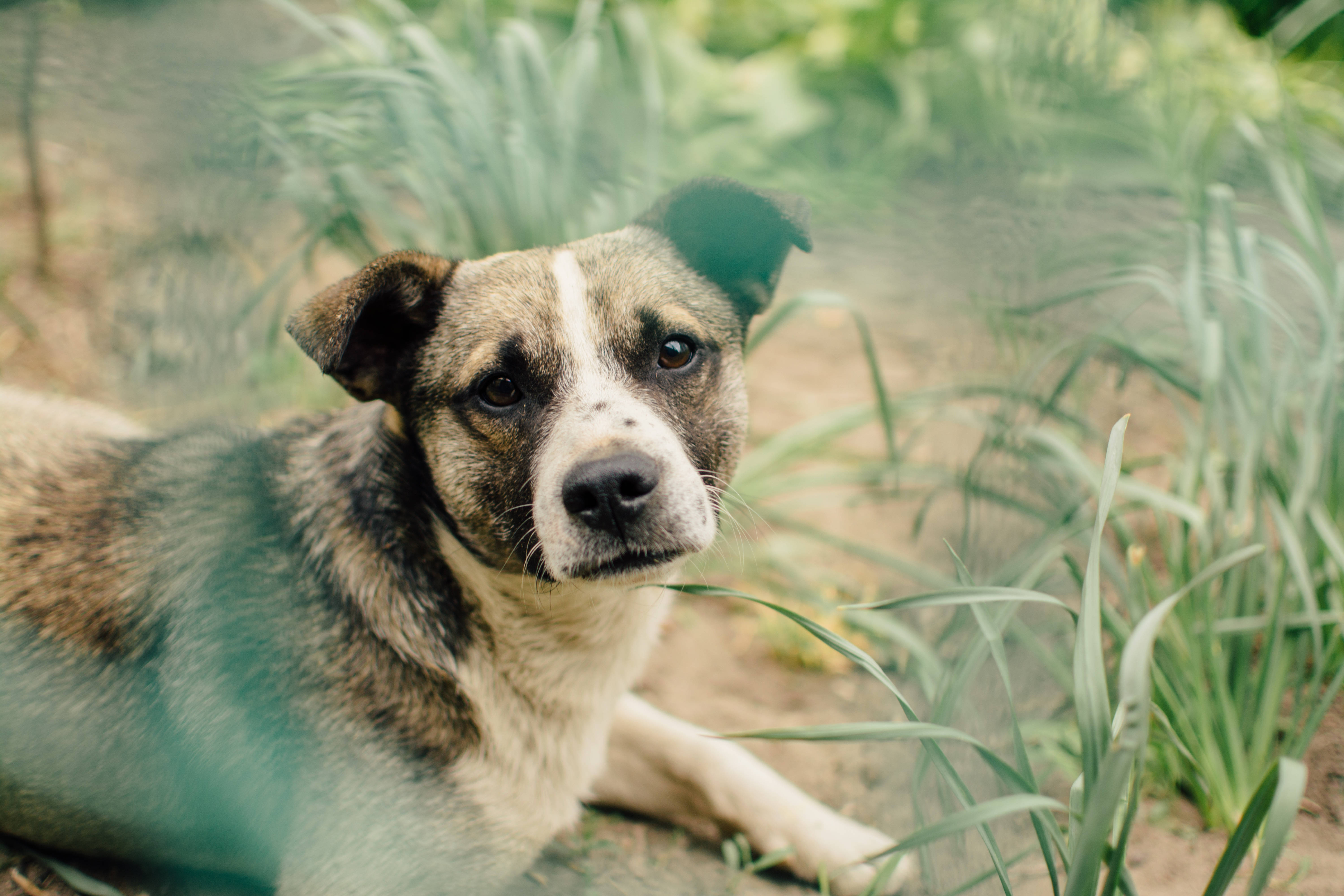 Uzun Otların Arasında Öğleden Sonranın Keyfini Çıkaran Bir Köpek Duvar Kağıdı