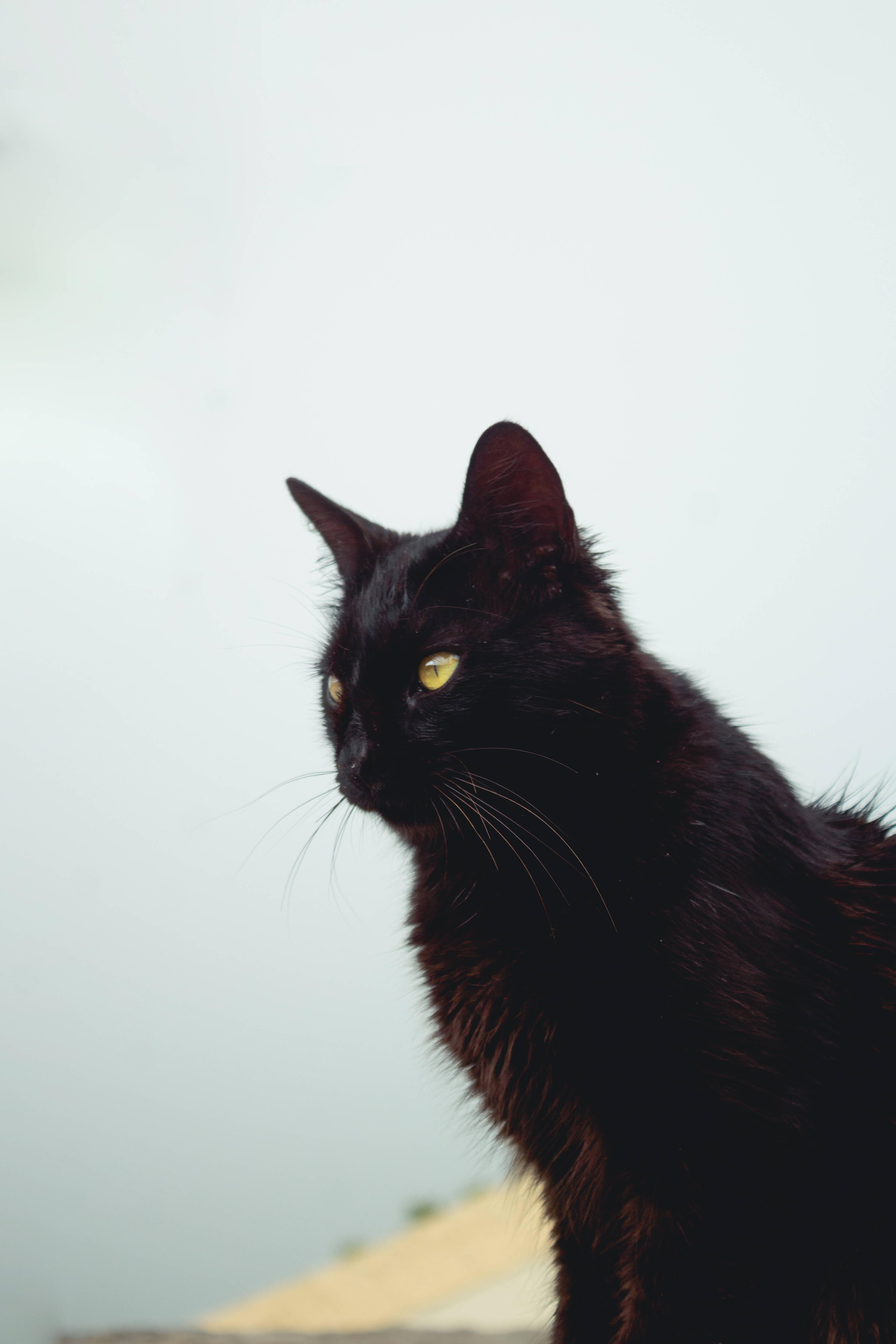 Uzun Tüylü Siyah Kedi Duvar Kağıdı