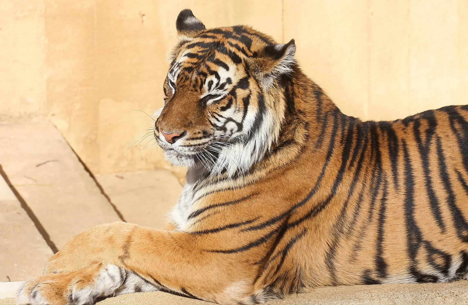 Vahşi Doğada Güzelce Oturan Çarpıcı Bir Bengal Kaplanı Duvar Kağıdı