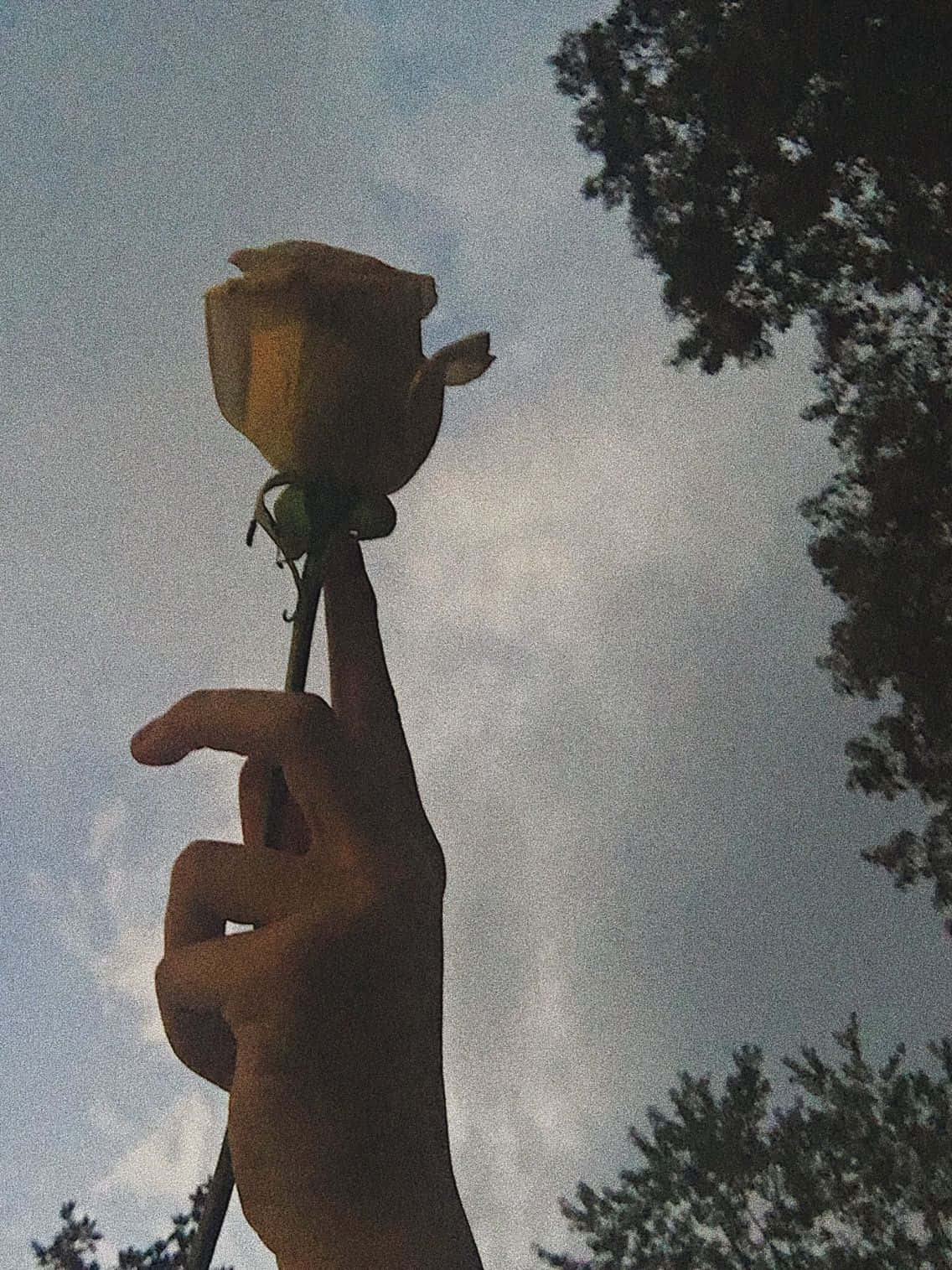 Vintage Grunge Estetiğinde Gül Duvar Kağıdı