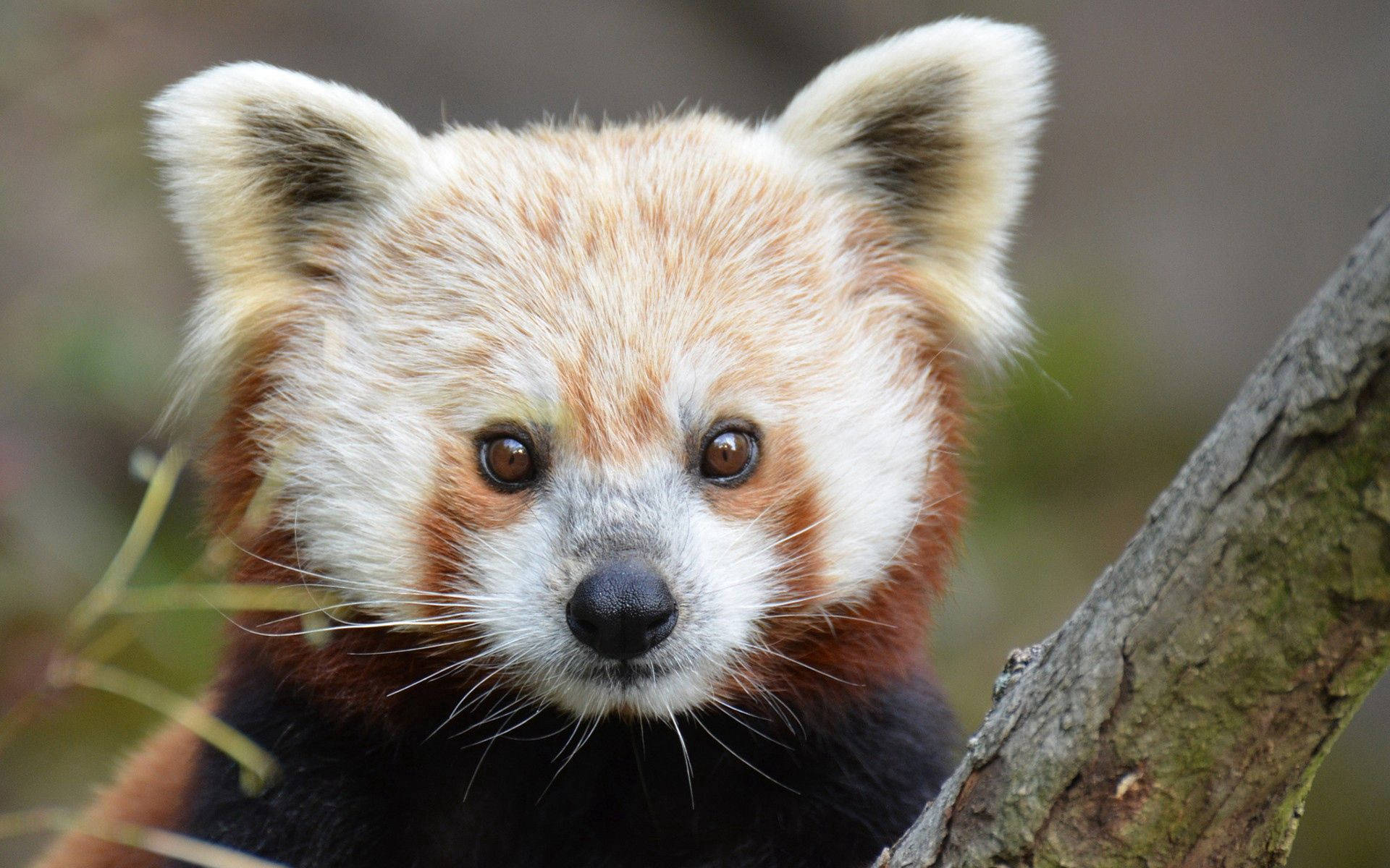 Yakın çekim kırmızı panda yavrusu masaüstü duvar kağıdı.
