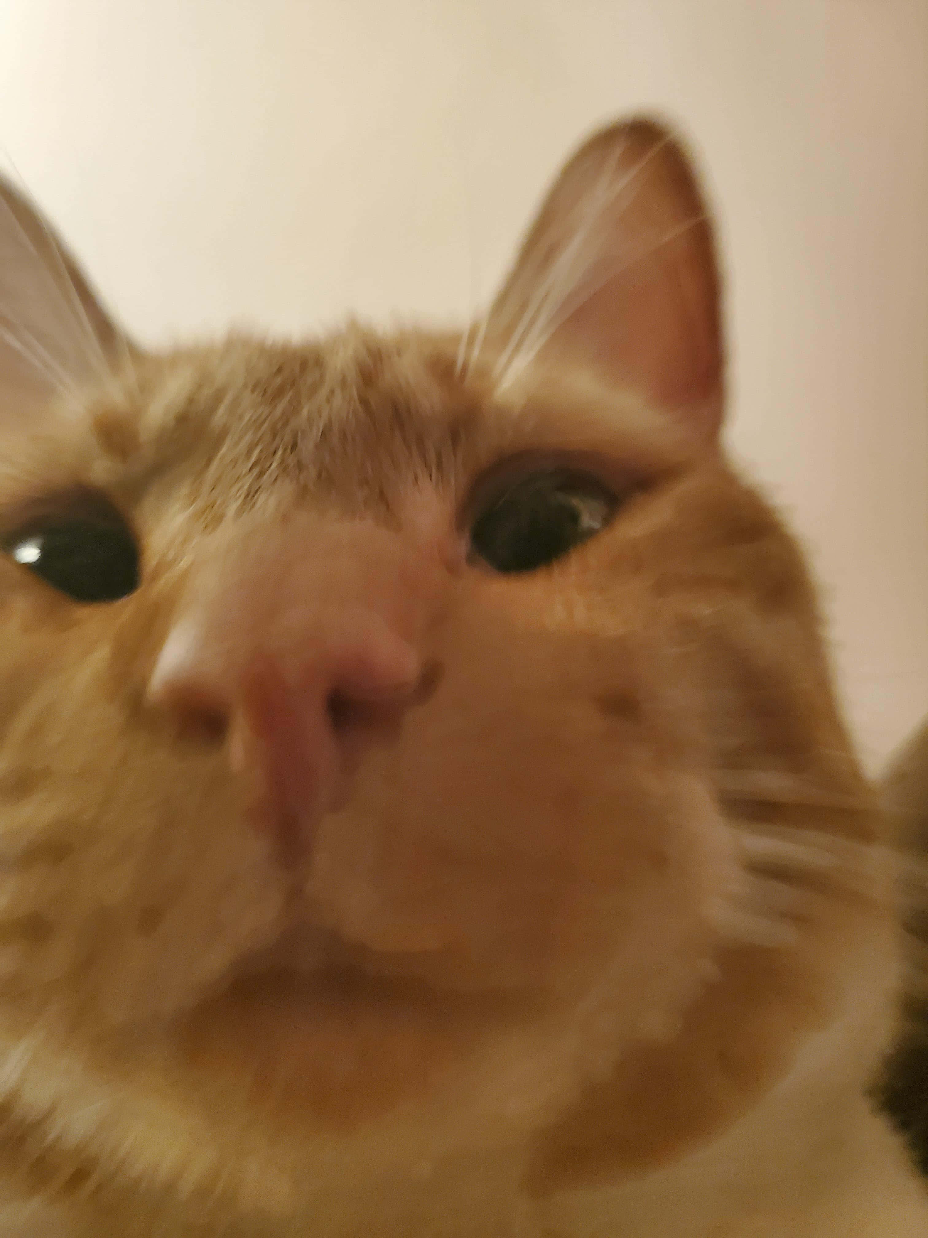 Yakın Çekim Sevimli Kedi Profil Fotoğrafı Duvar Kağıdı