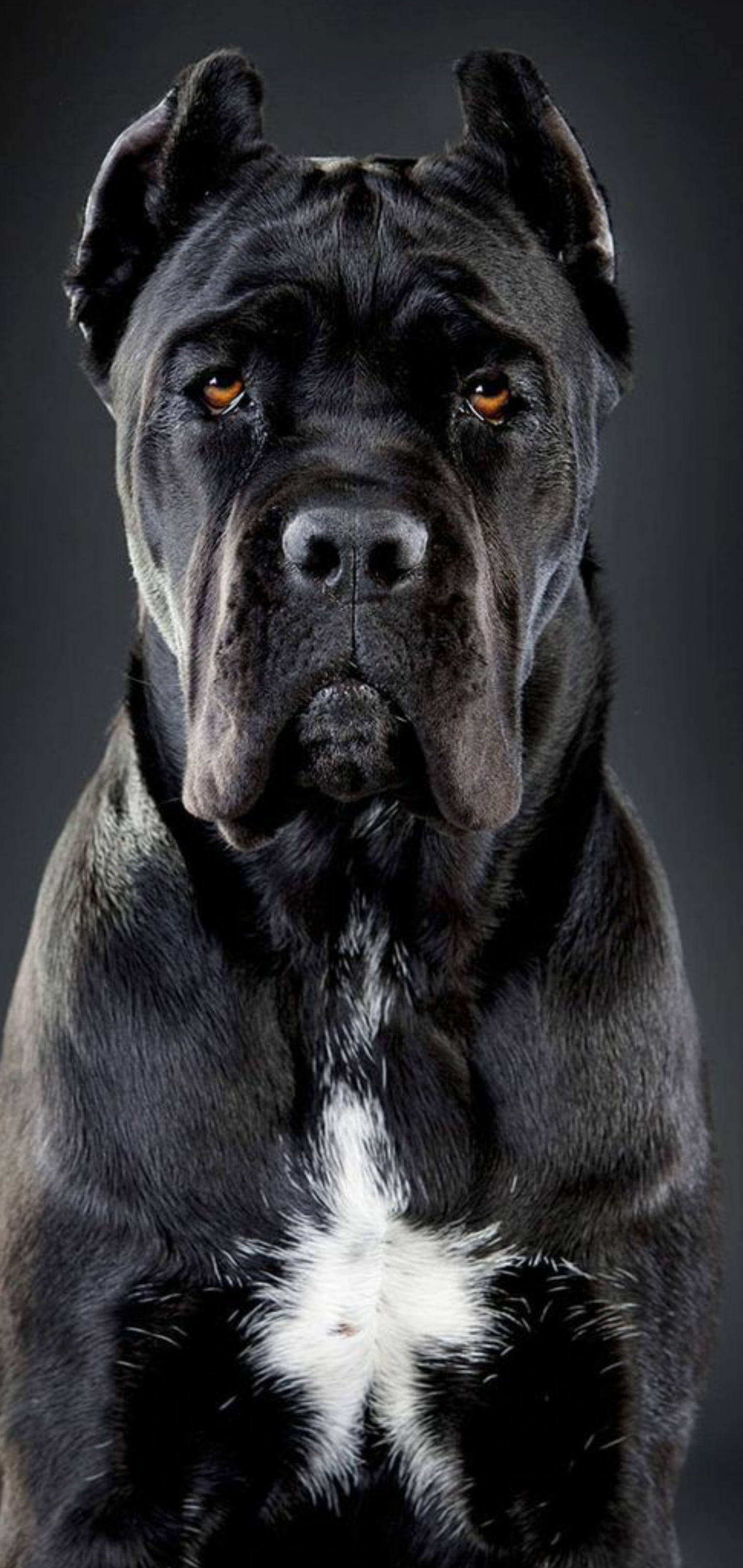Yakışıklı Cane Corso Köpek Duvar Kağıdı