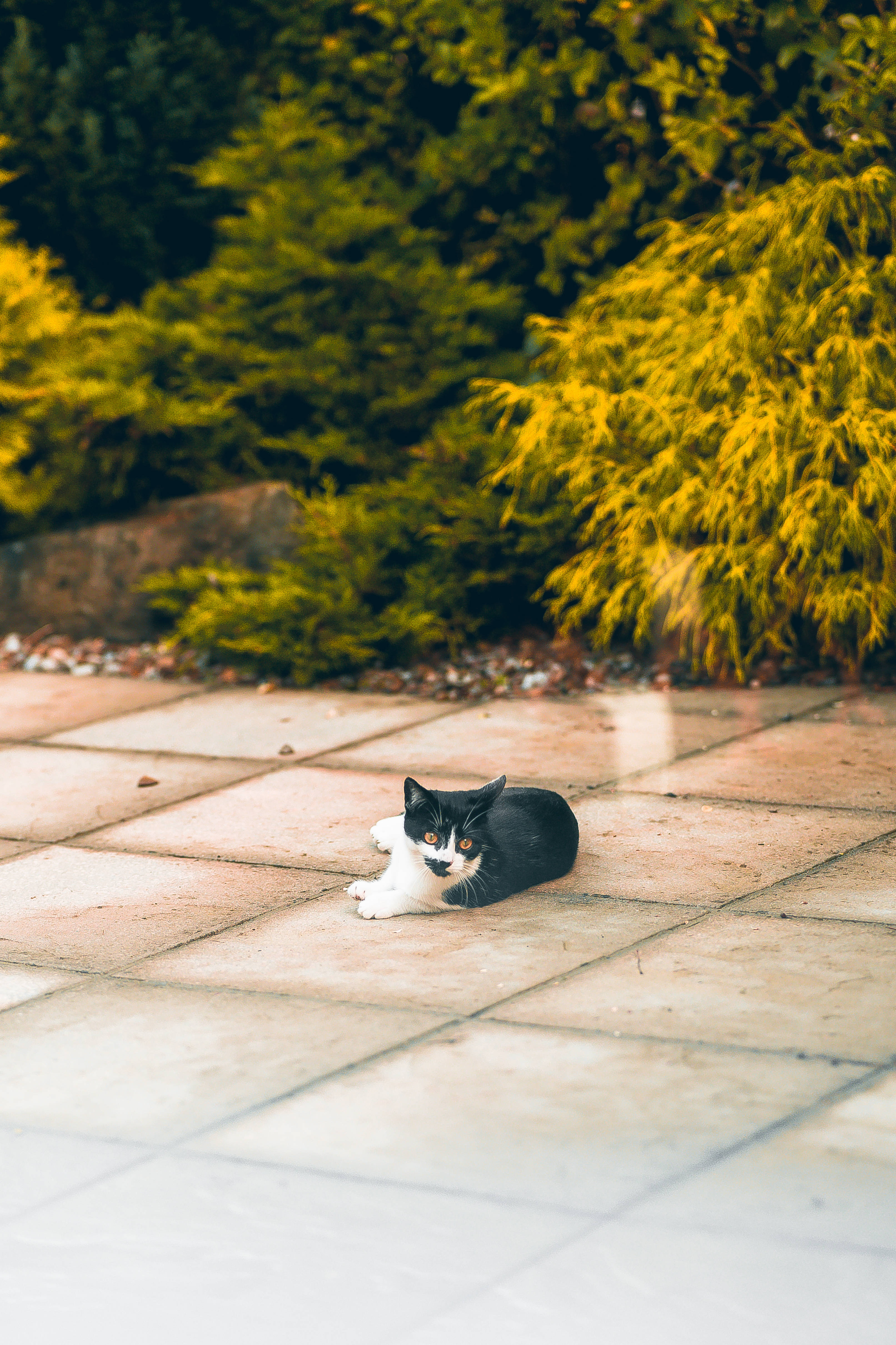 Yana Bakan Sevimli Kedi Duvar Kağıdı