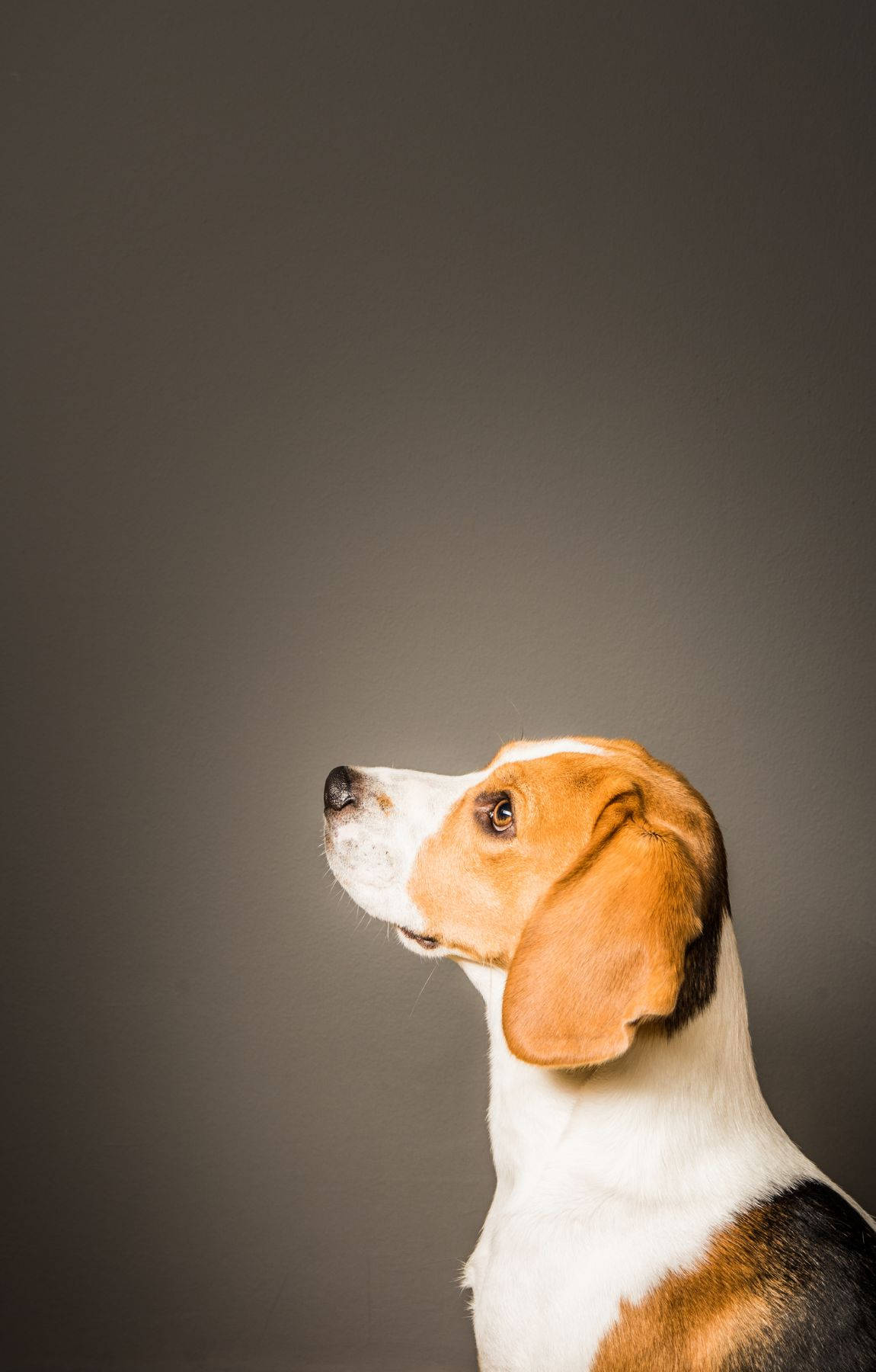 Yandan Görünüş Beagle Köpeği Duvar Kağıdı