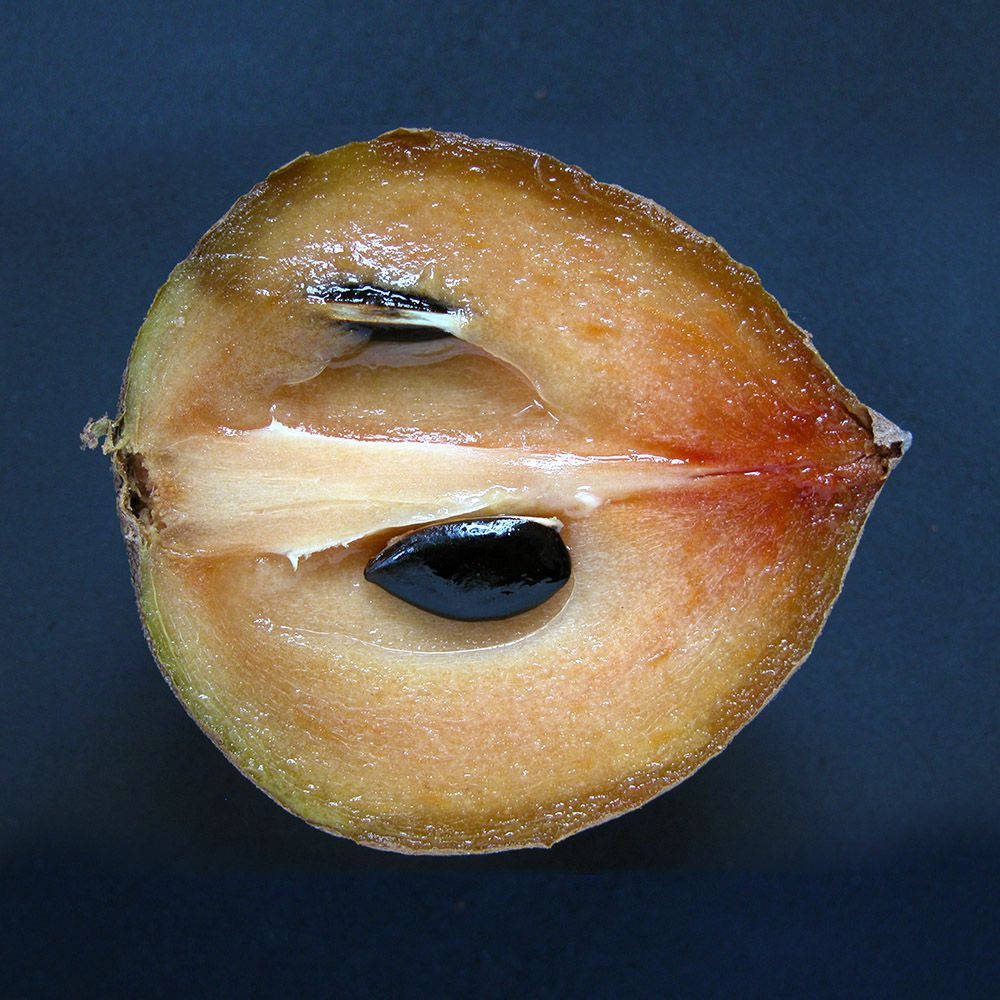 Yarım Dilimlenmiş Sapodilla Meyvesi Duvar Kağıdı